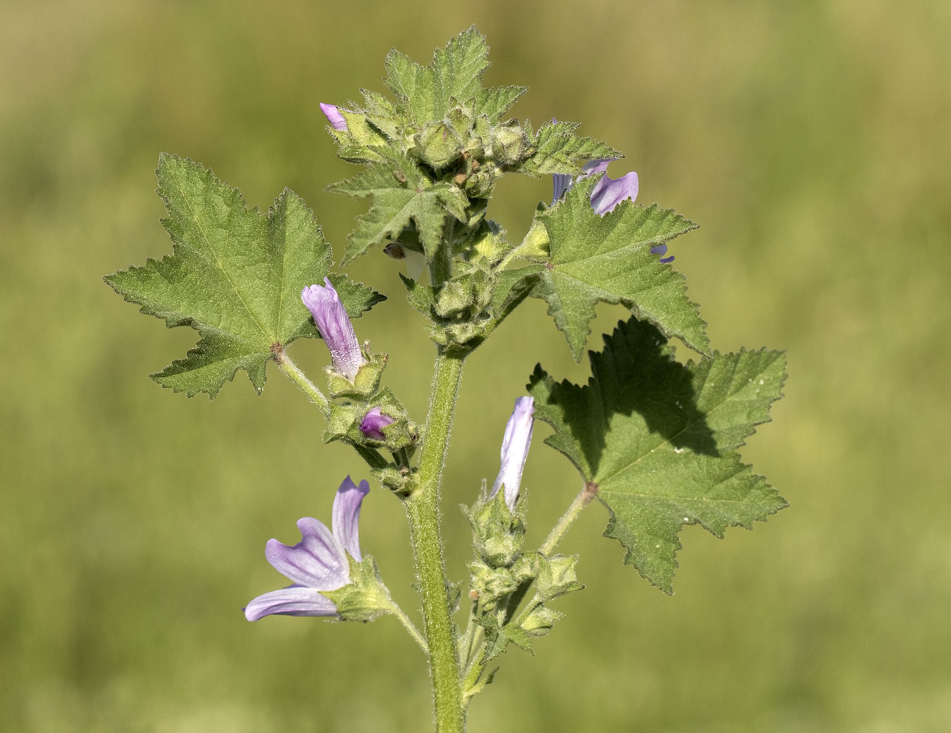 Malva