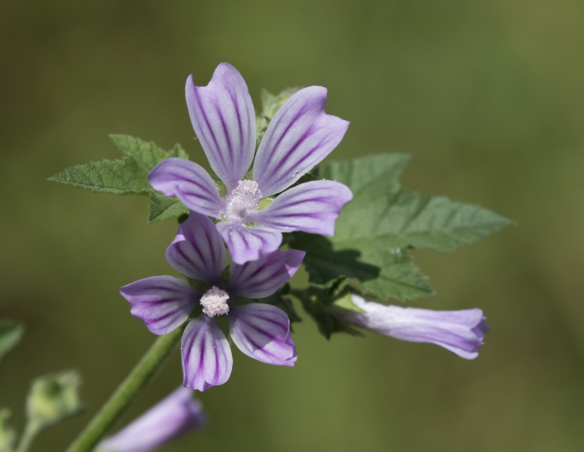Malva sylvestris - Common mallow 03
