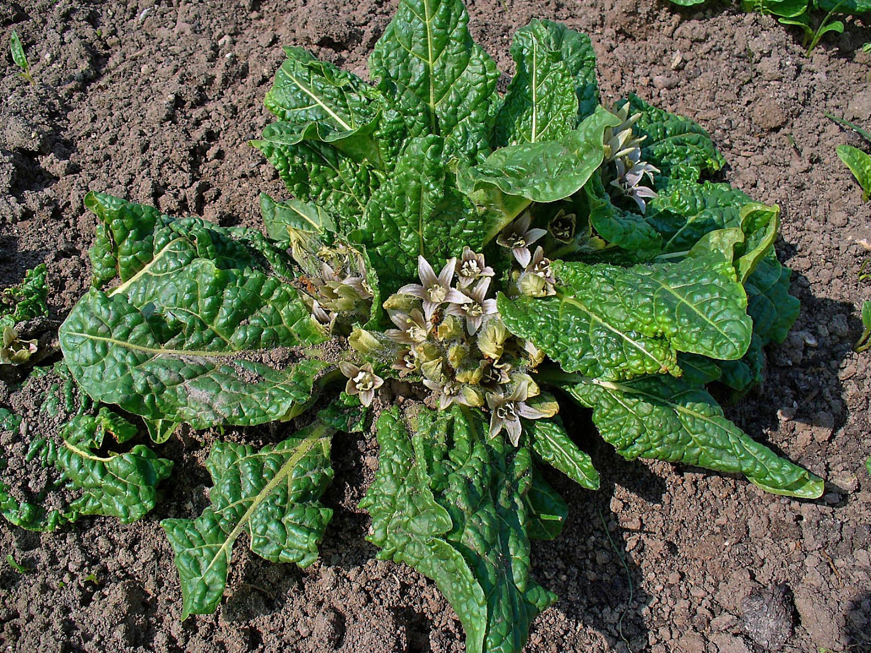 Mandragola