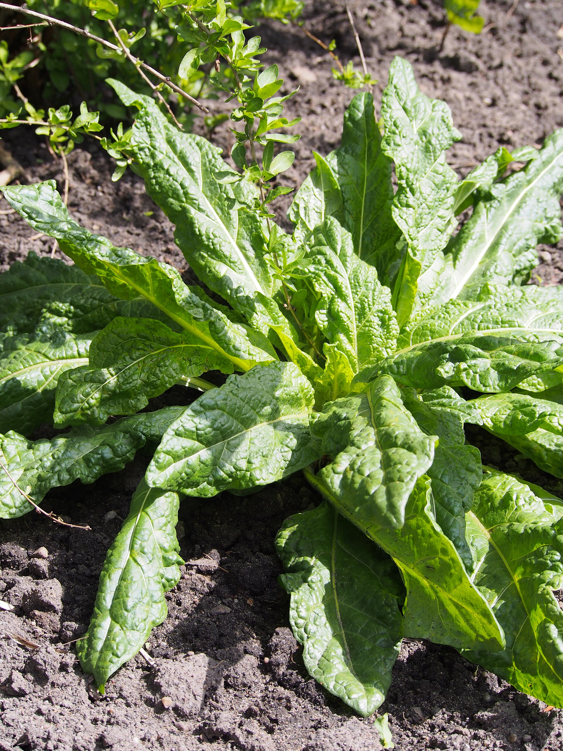 Mandragora lekarska Mandragora officinarum 2017-05-01 03