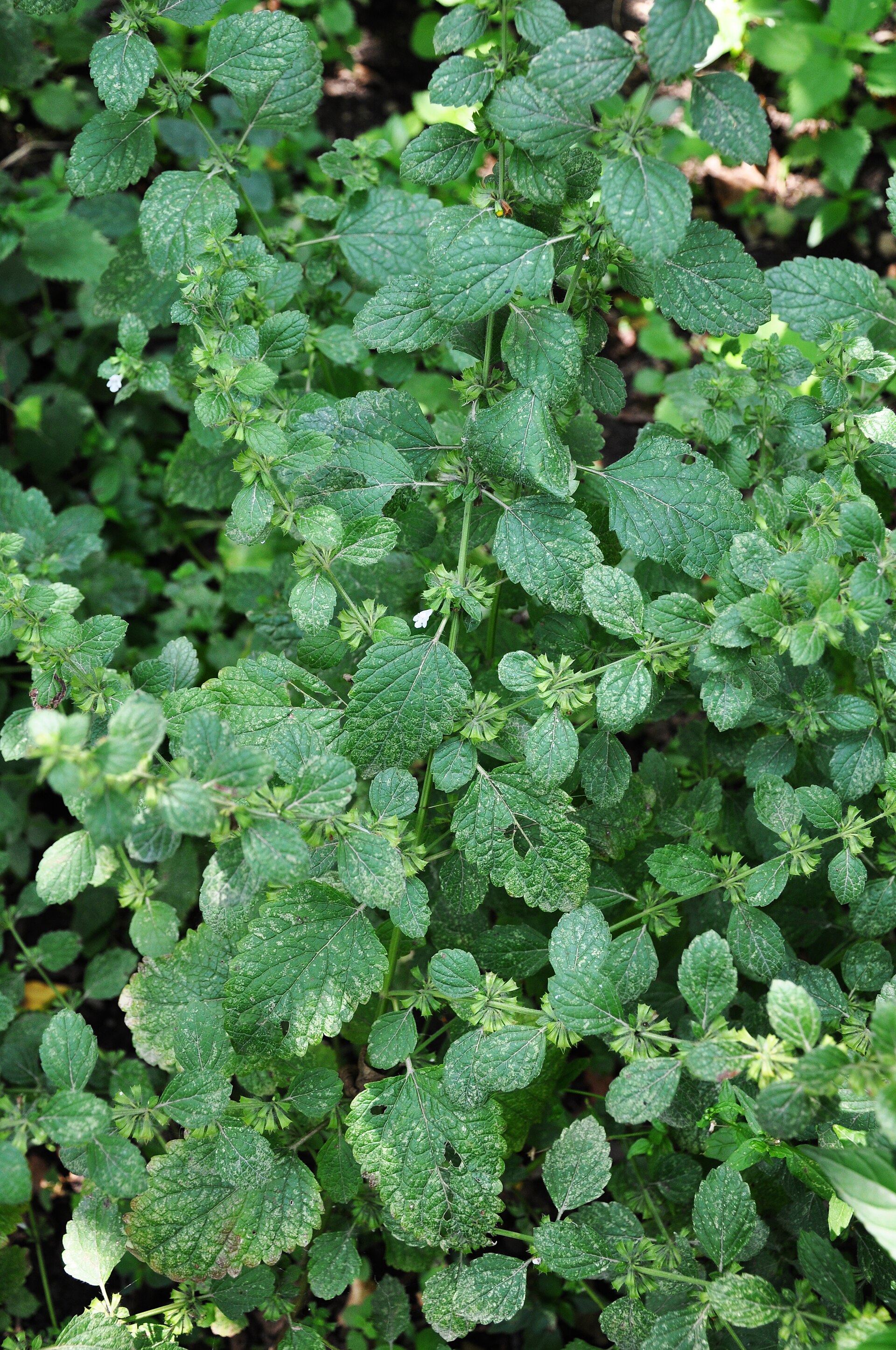 Melissa officinalis Bee Balm,Lemon Balm ბარამბო
