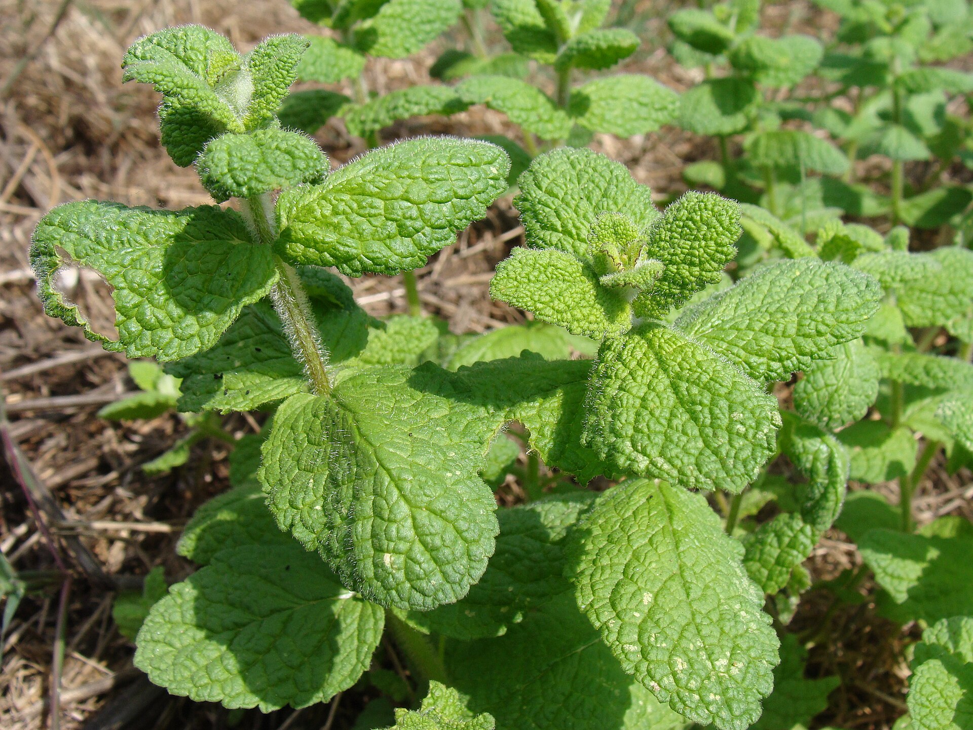 Mentha sp.001 - A Pobra do Caramiñal