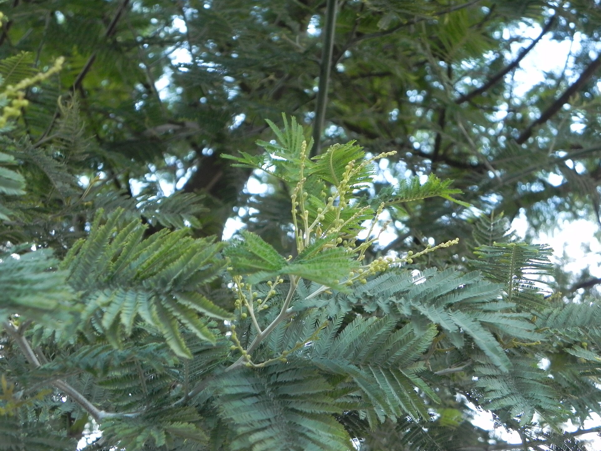 Mimosa