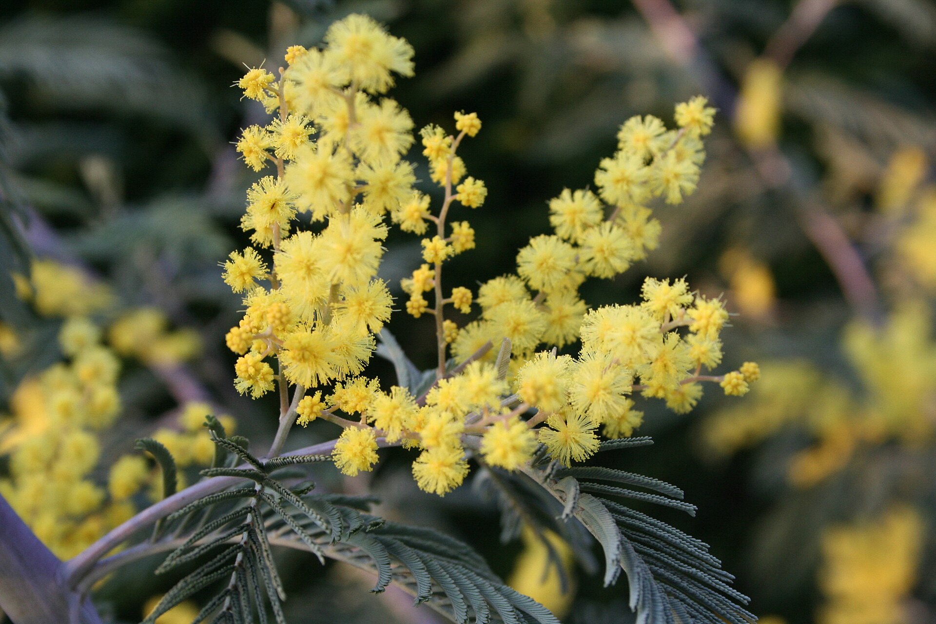 Acacia dealbata Garden 060407w
