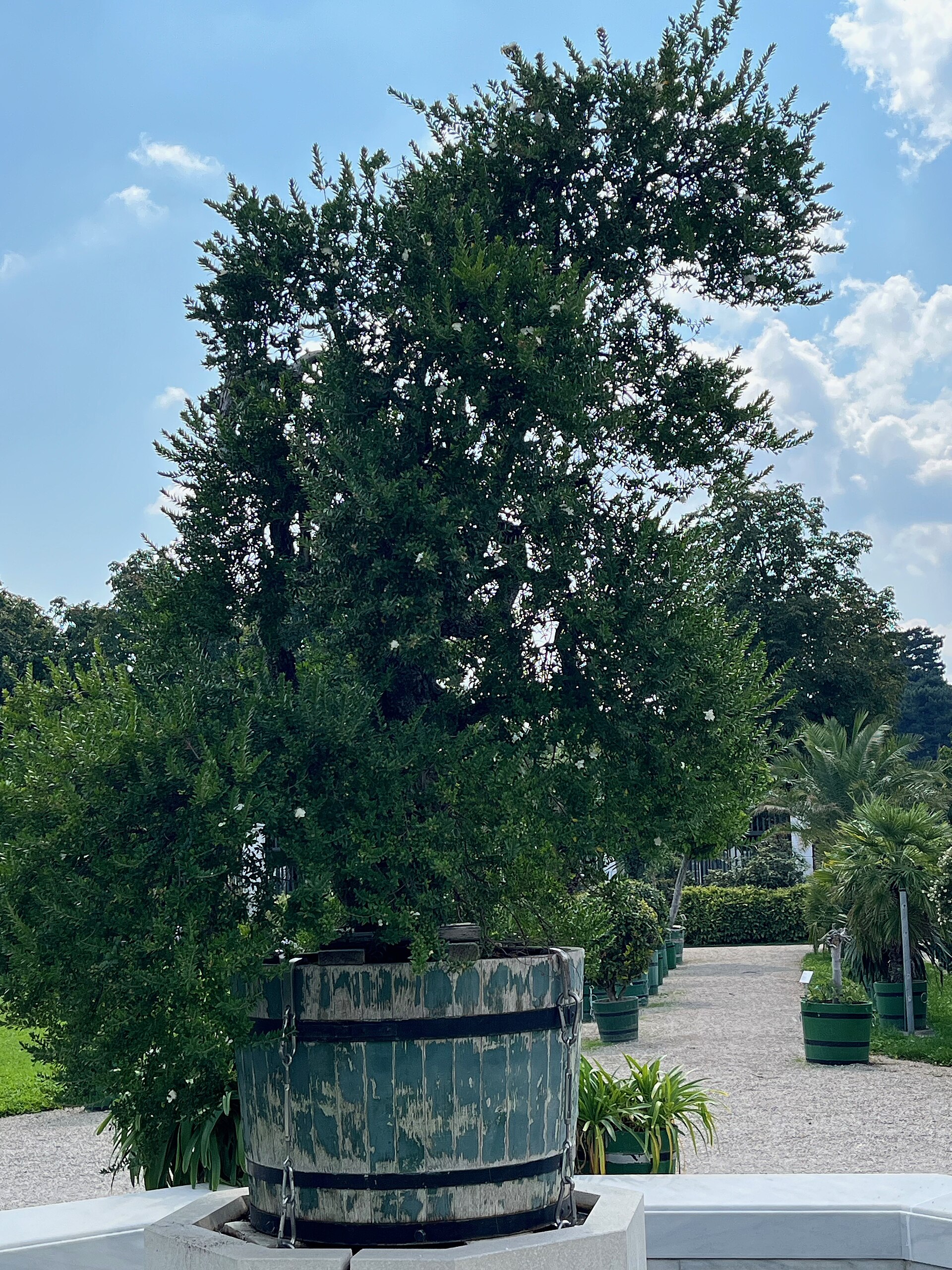 Mirto