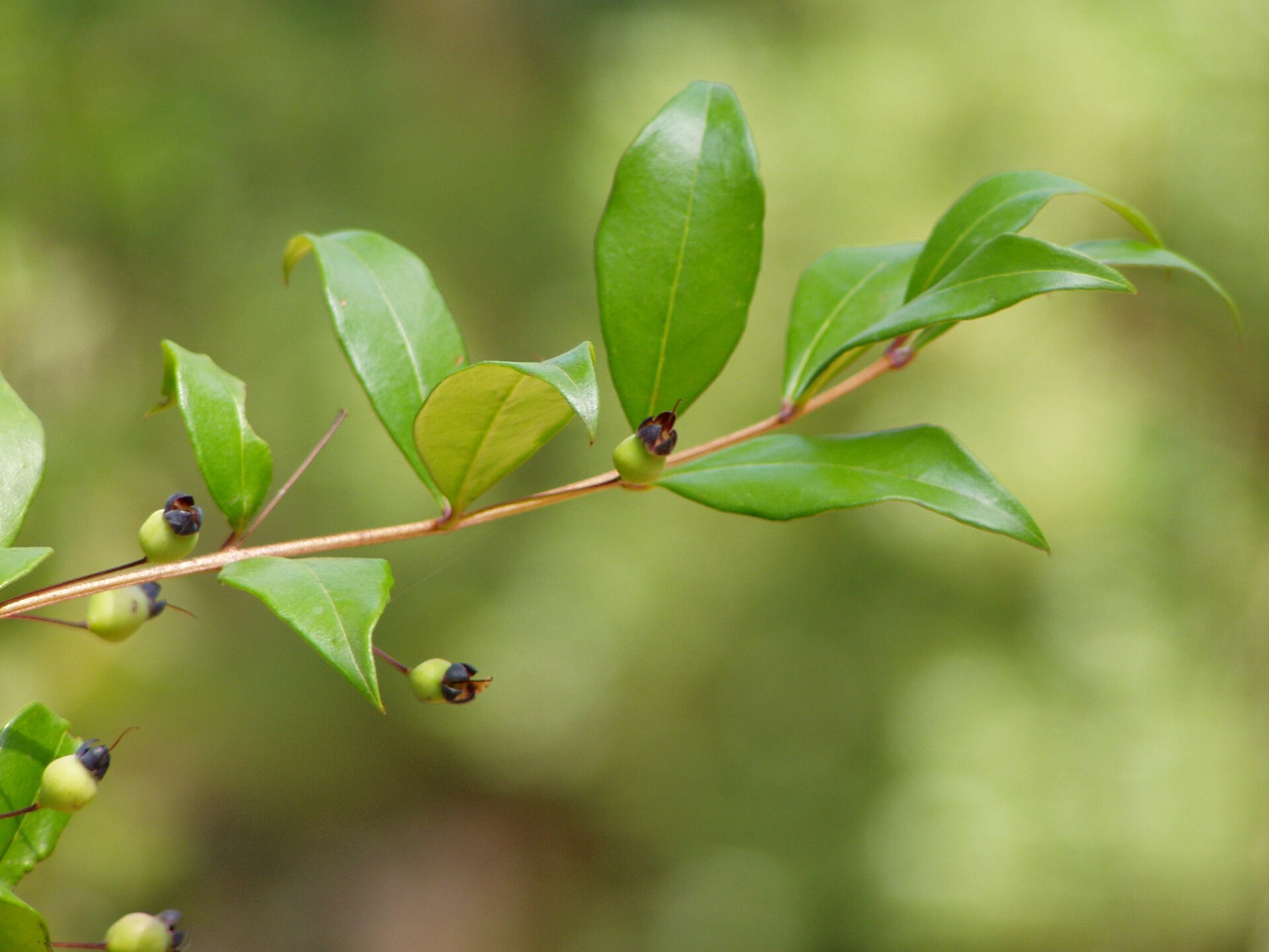 Myrtus communis buds