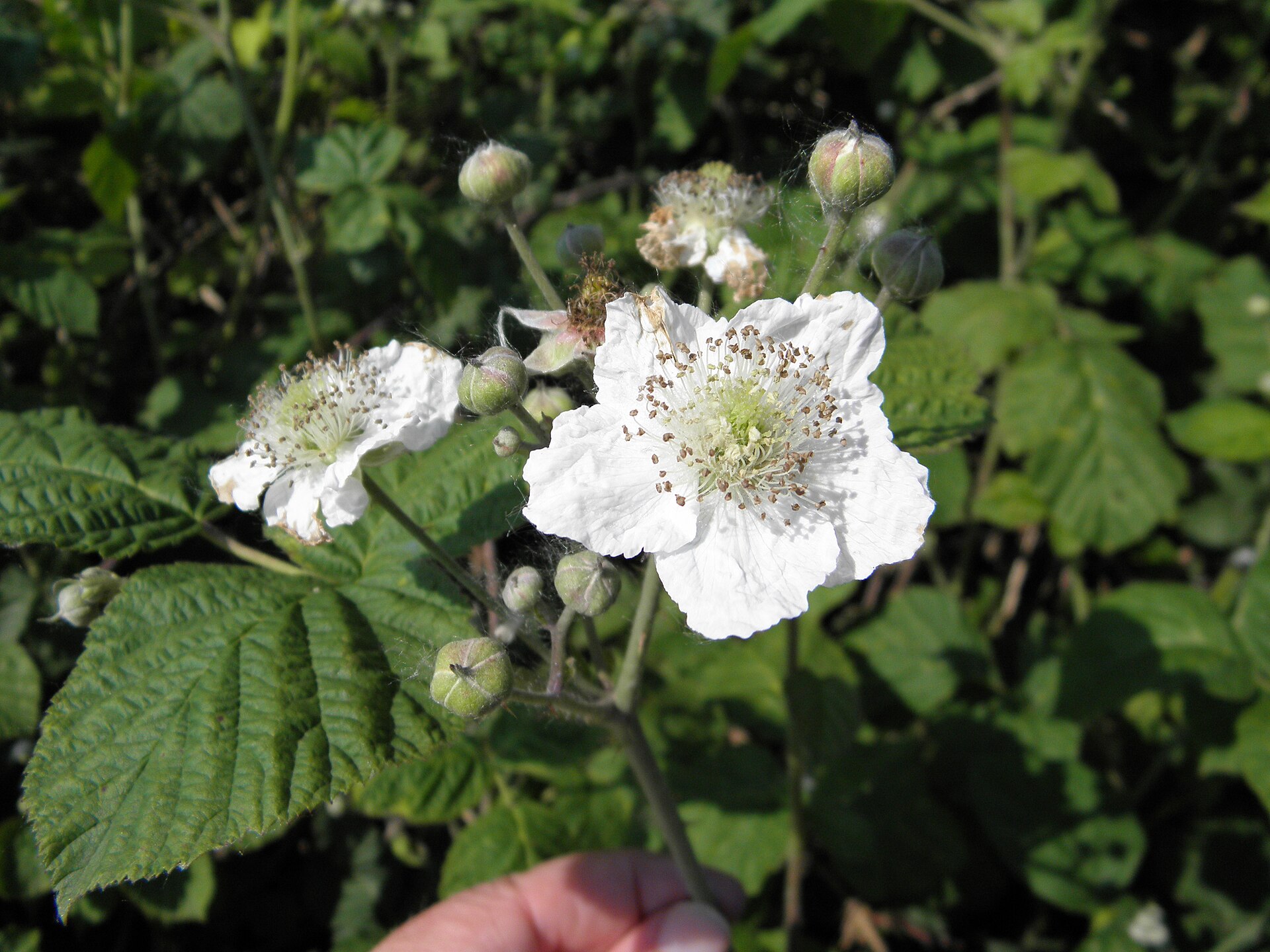 Fiori di mora da rovo (Rubus ulmifolius) sull'argine dell'Adige a Boara Polesine, Rovigo 01