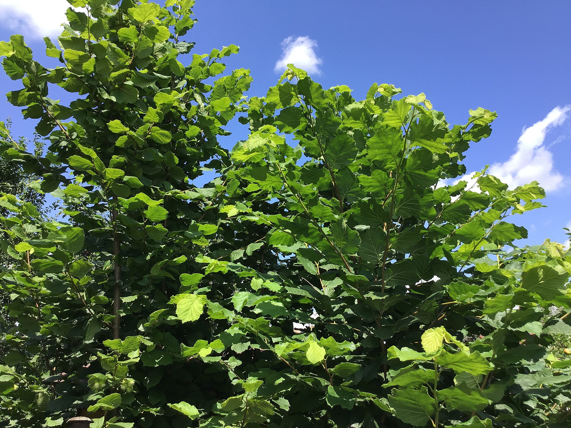 Corylus avellana, Czech Republic
