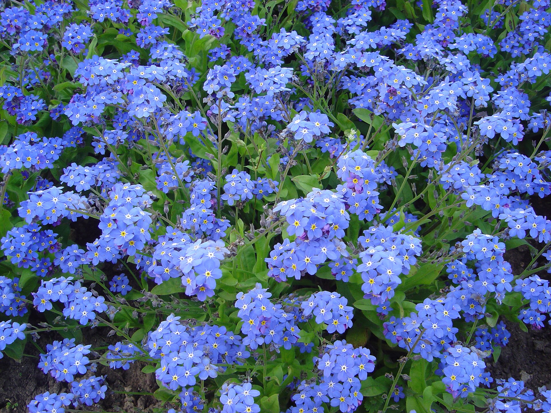Myosotis victoria dsc00894