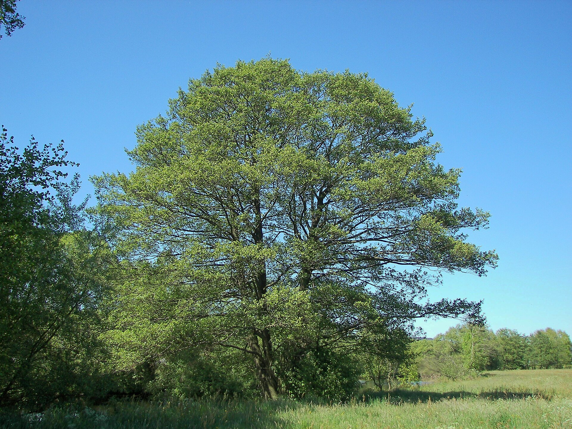 Ontano