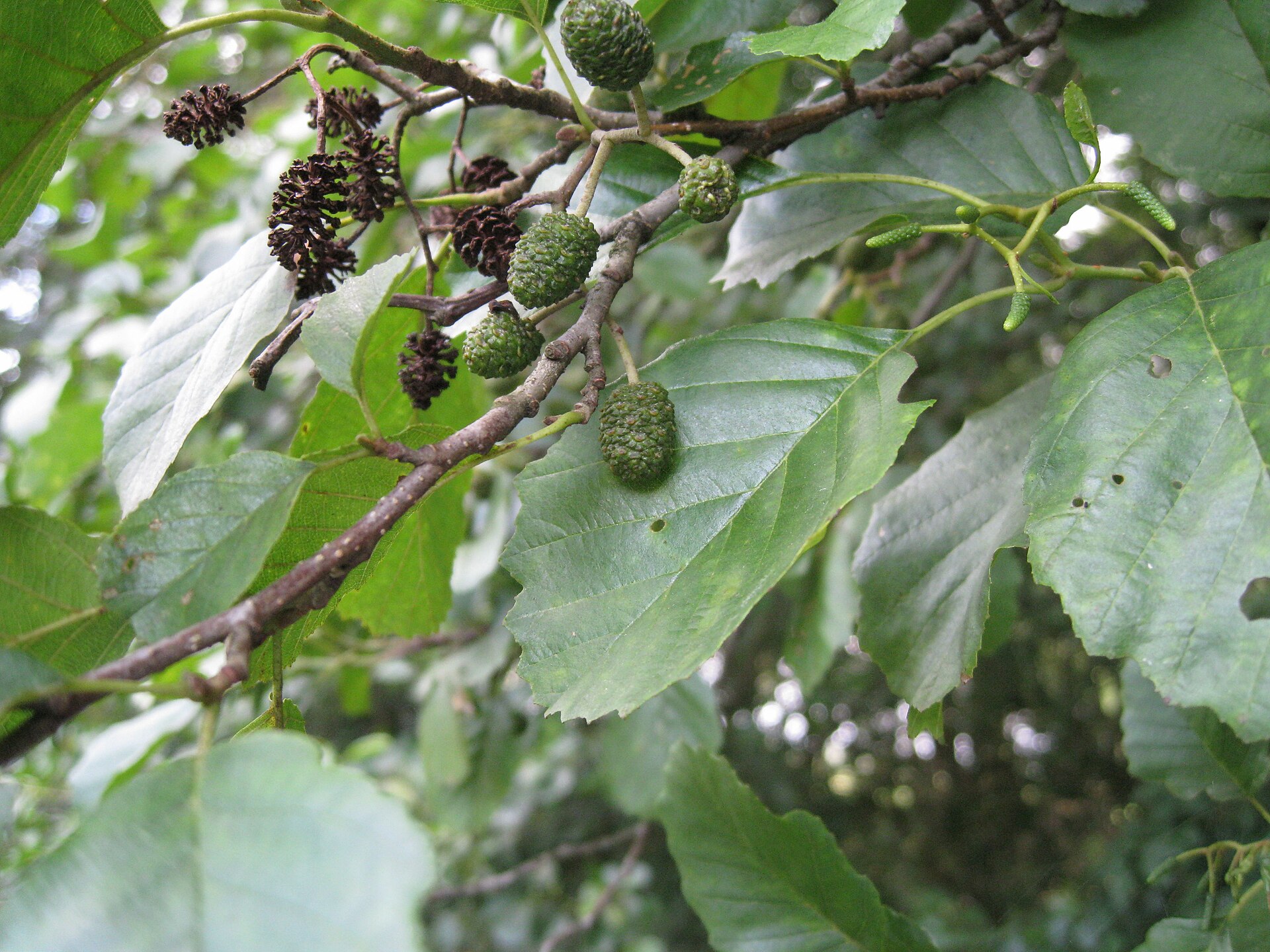Alnus glutinosa (Schwarzerle)