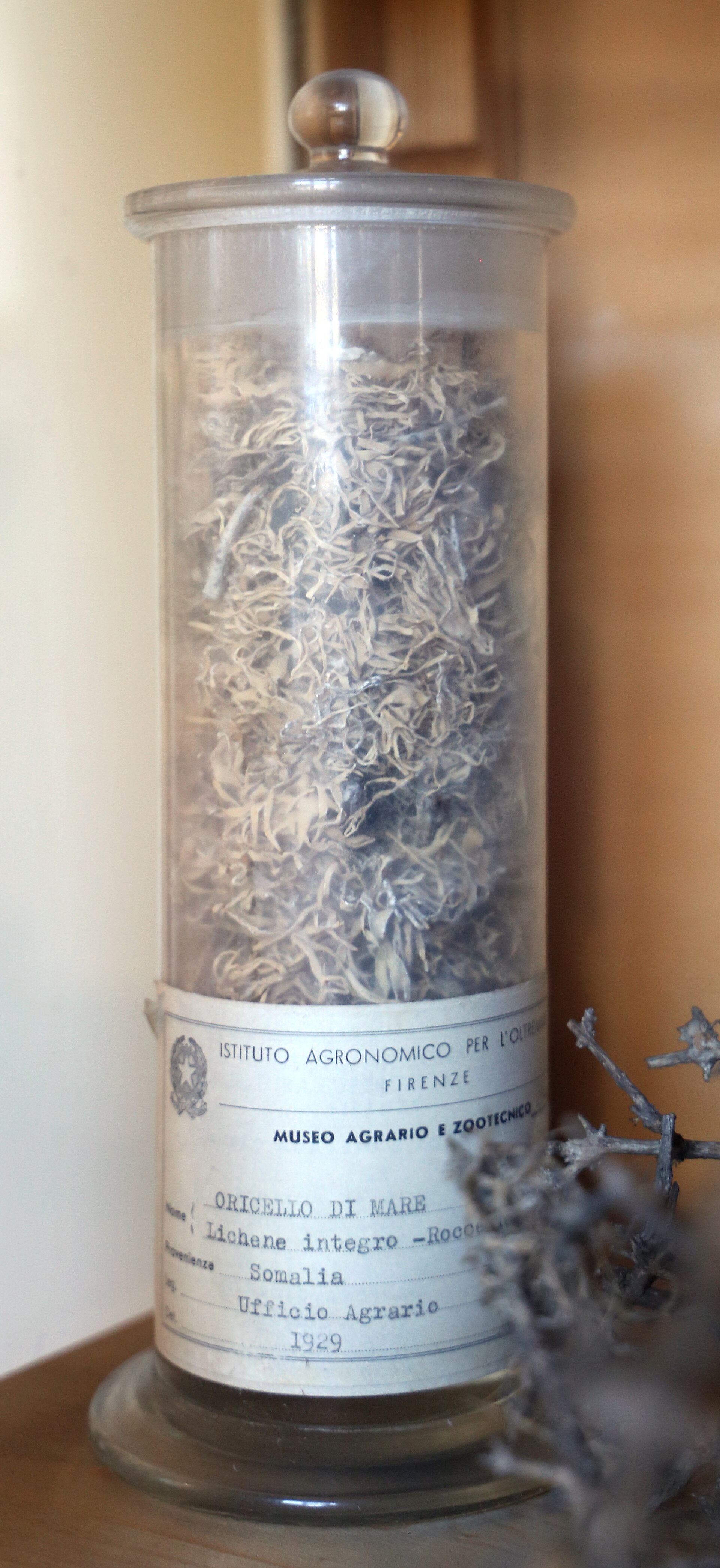 Istituto agronomico per l'oltremare, museo, campioni botanici, oricello di mare