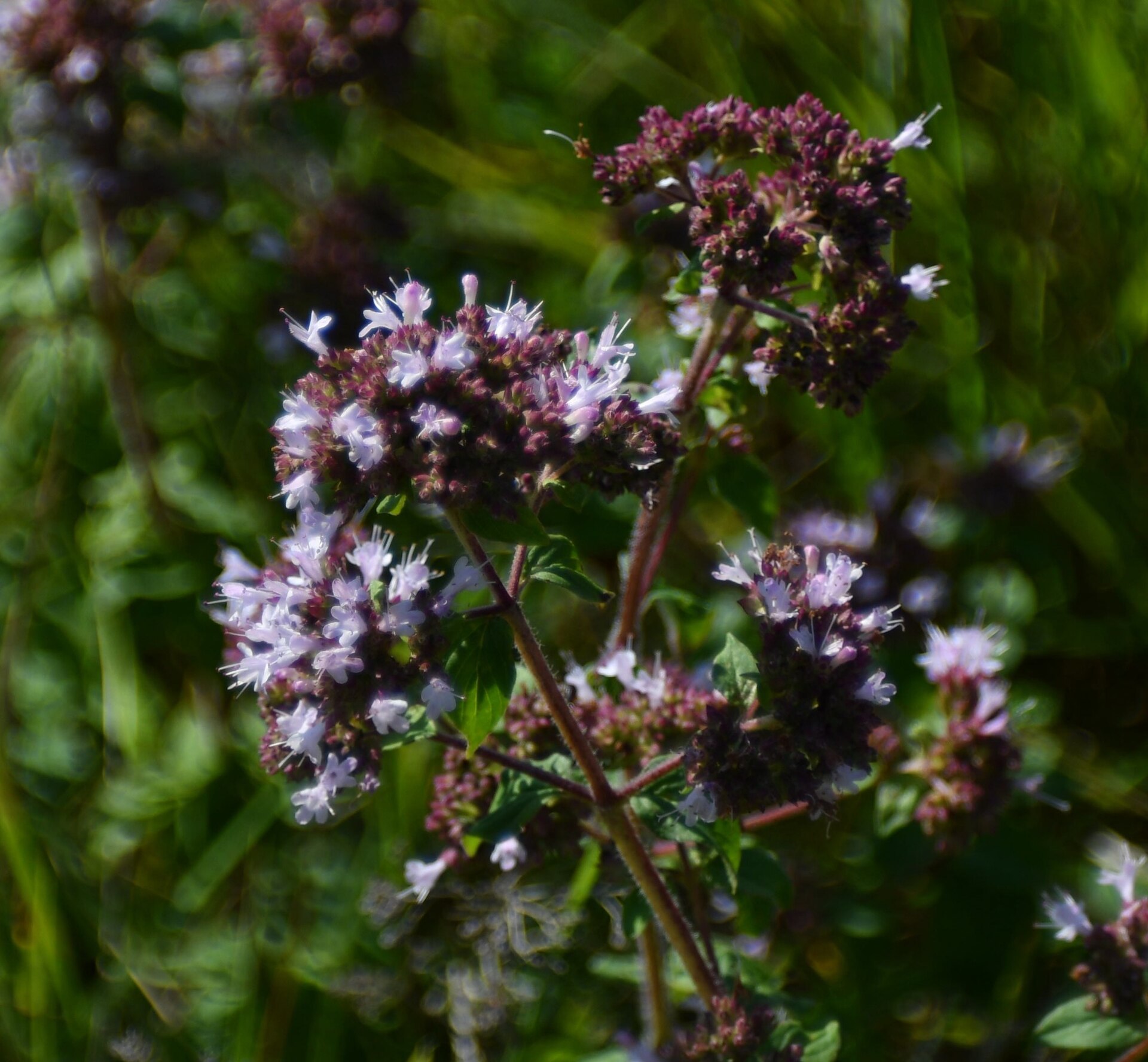 Origanum vulgare 147723595