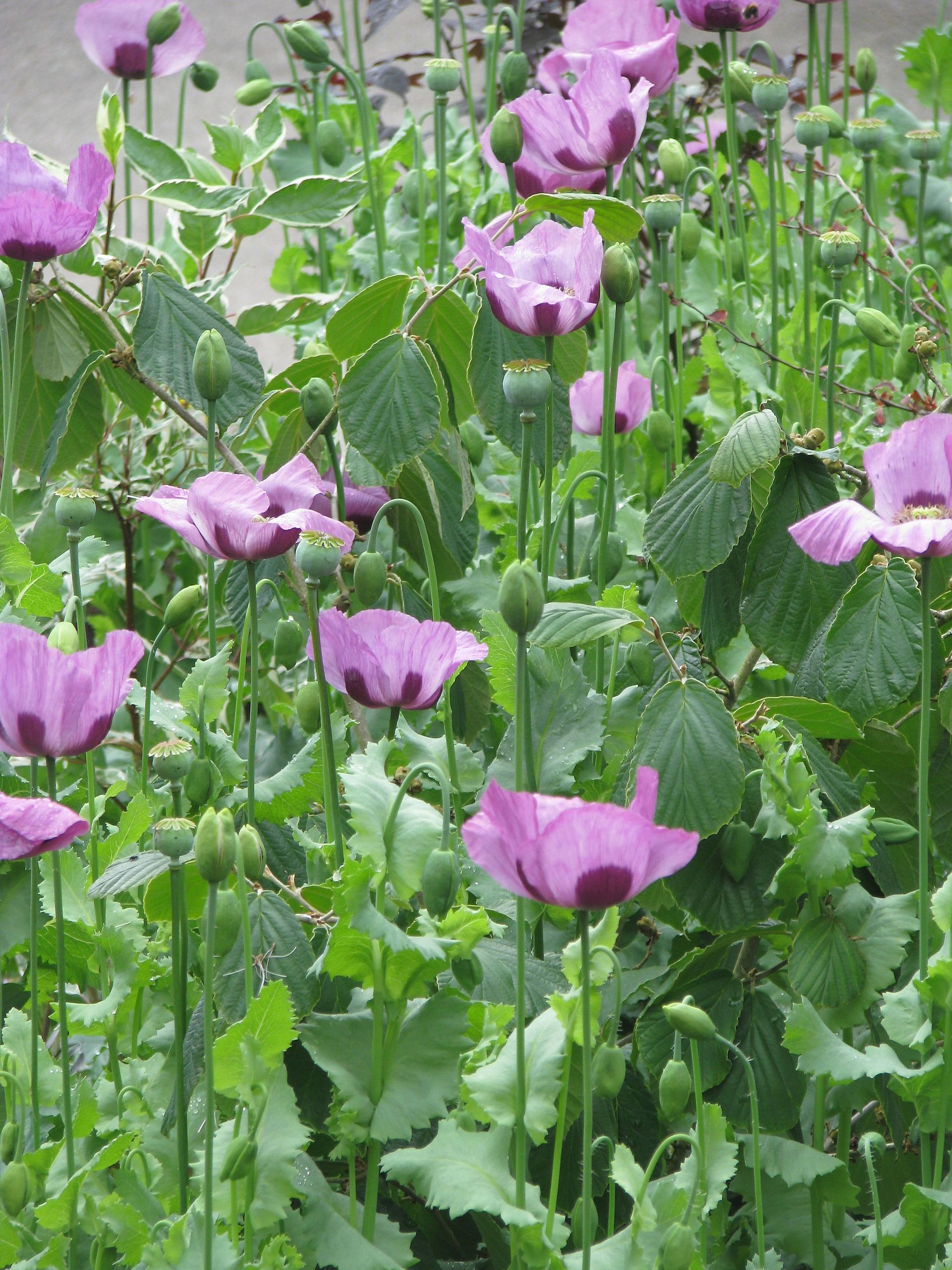 Papaver somniferum - Flickr - peganum