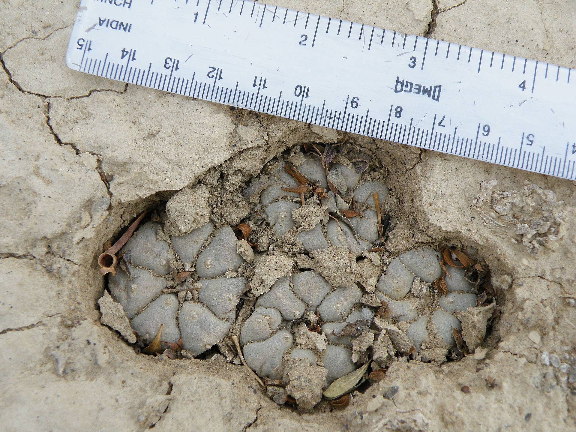 Peyote o mescal