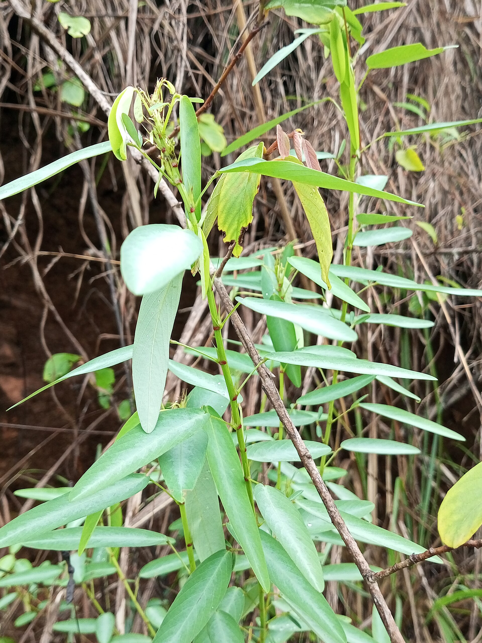 Codariocalyx motorius 5