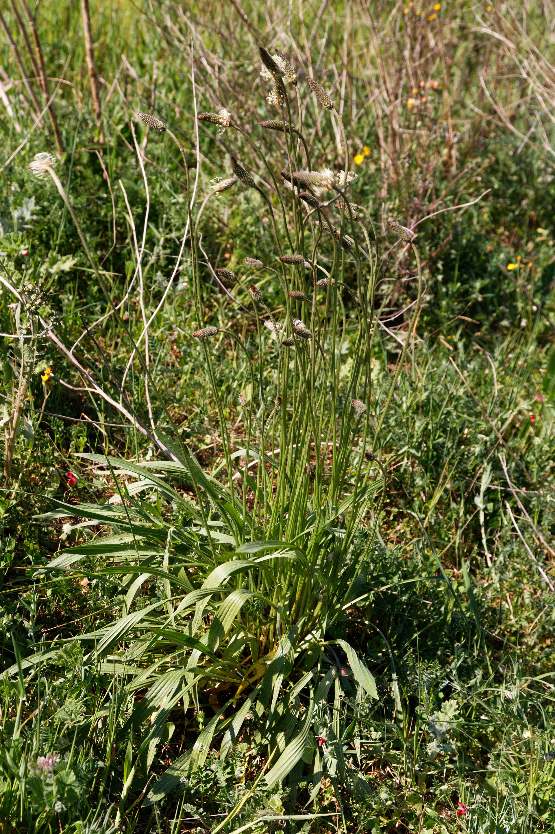 Plantago lanceolata-Plantain lancéolé-20210329