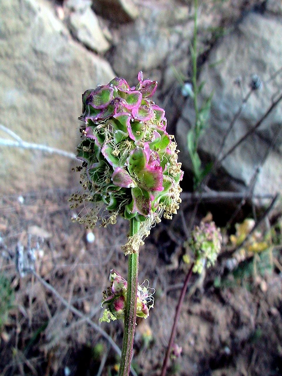 Pimpinella