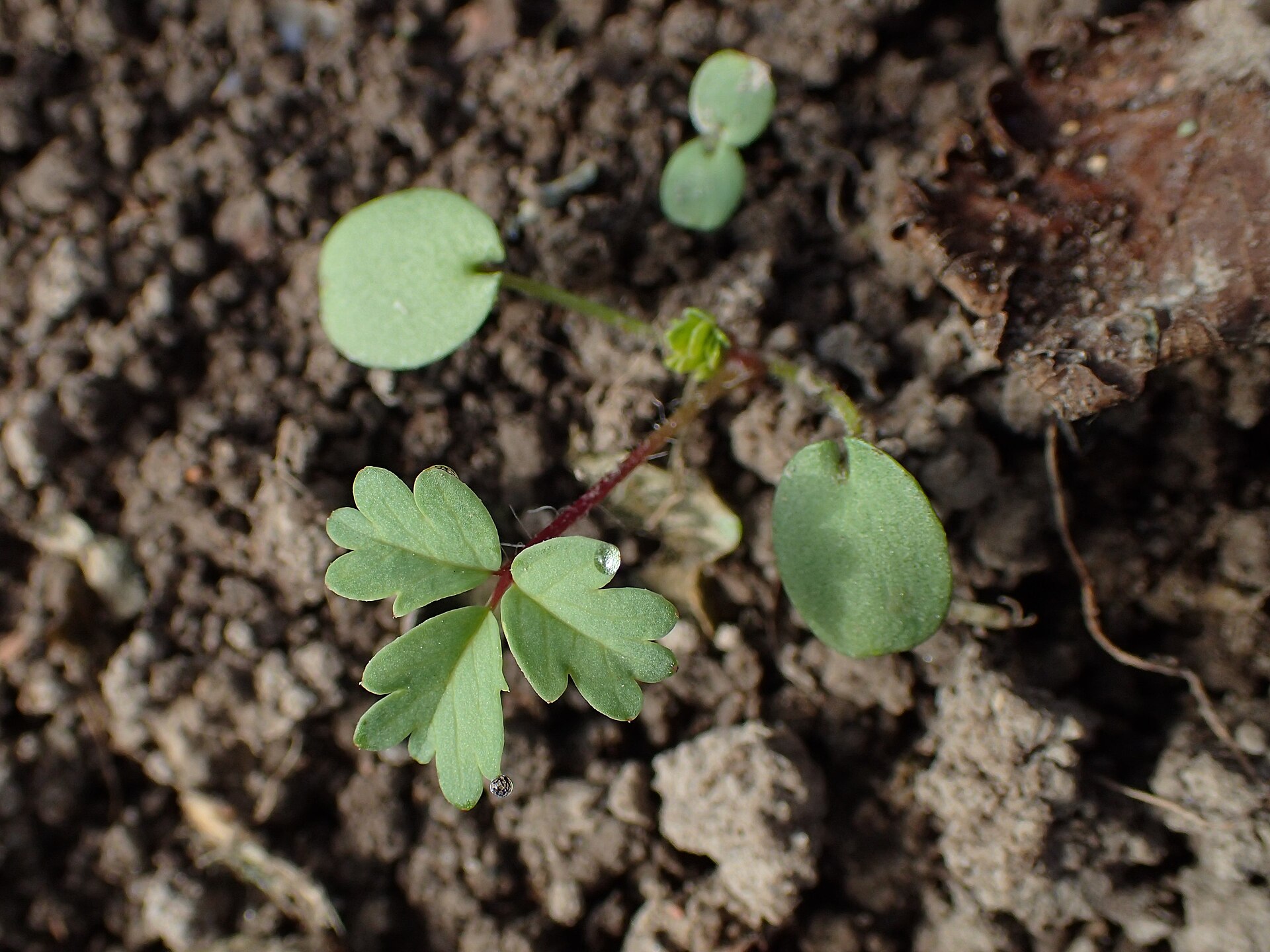 Sanguisorba minor kz04