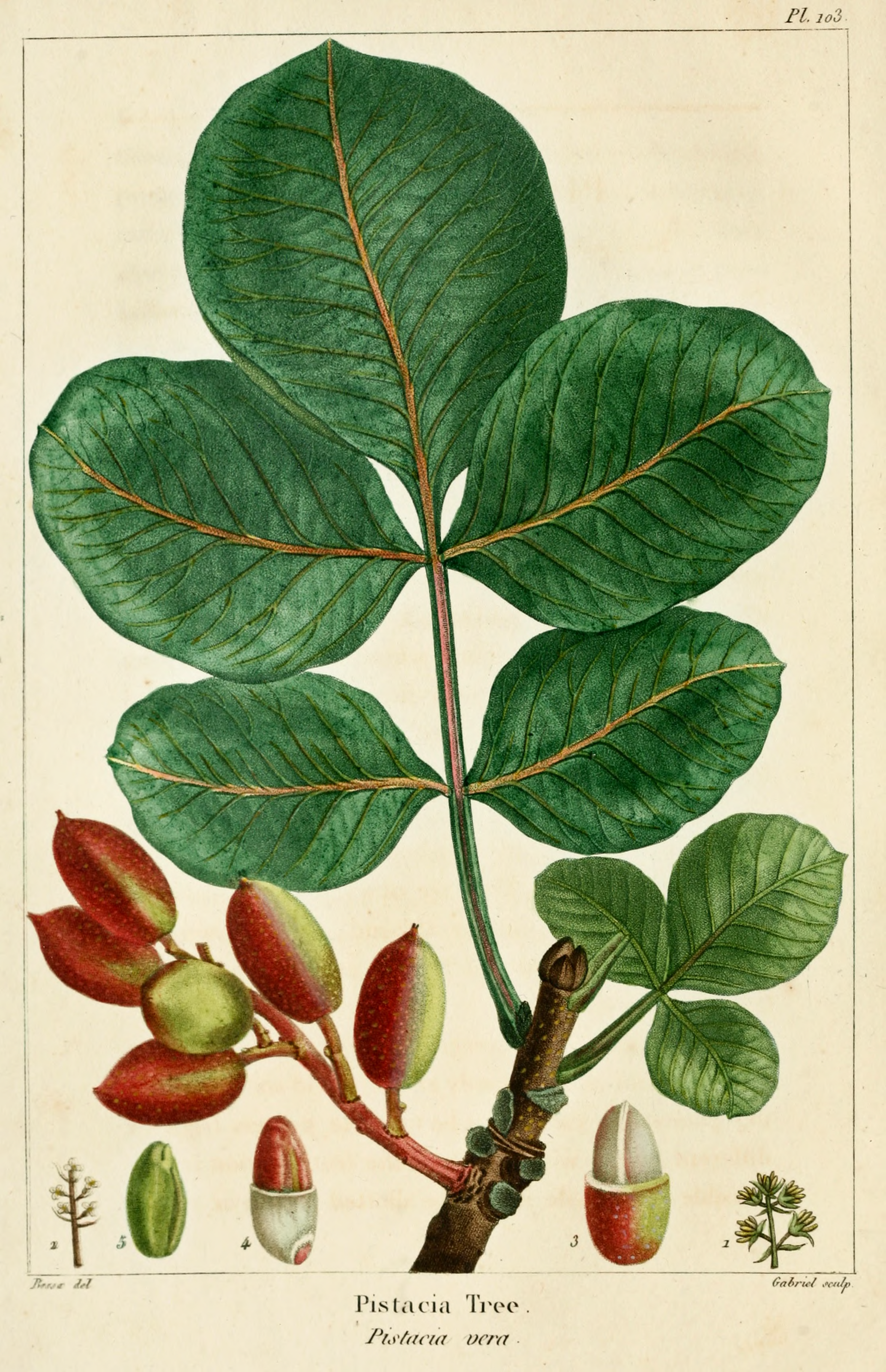 Pistacchio