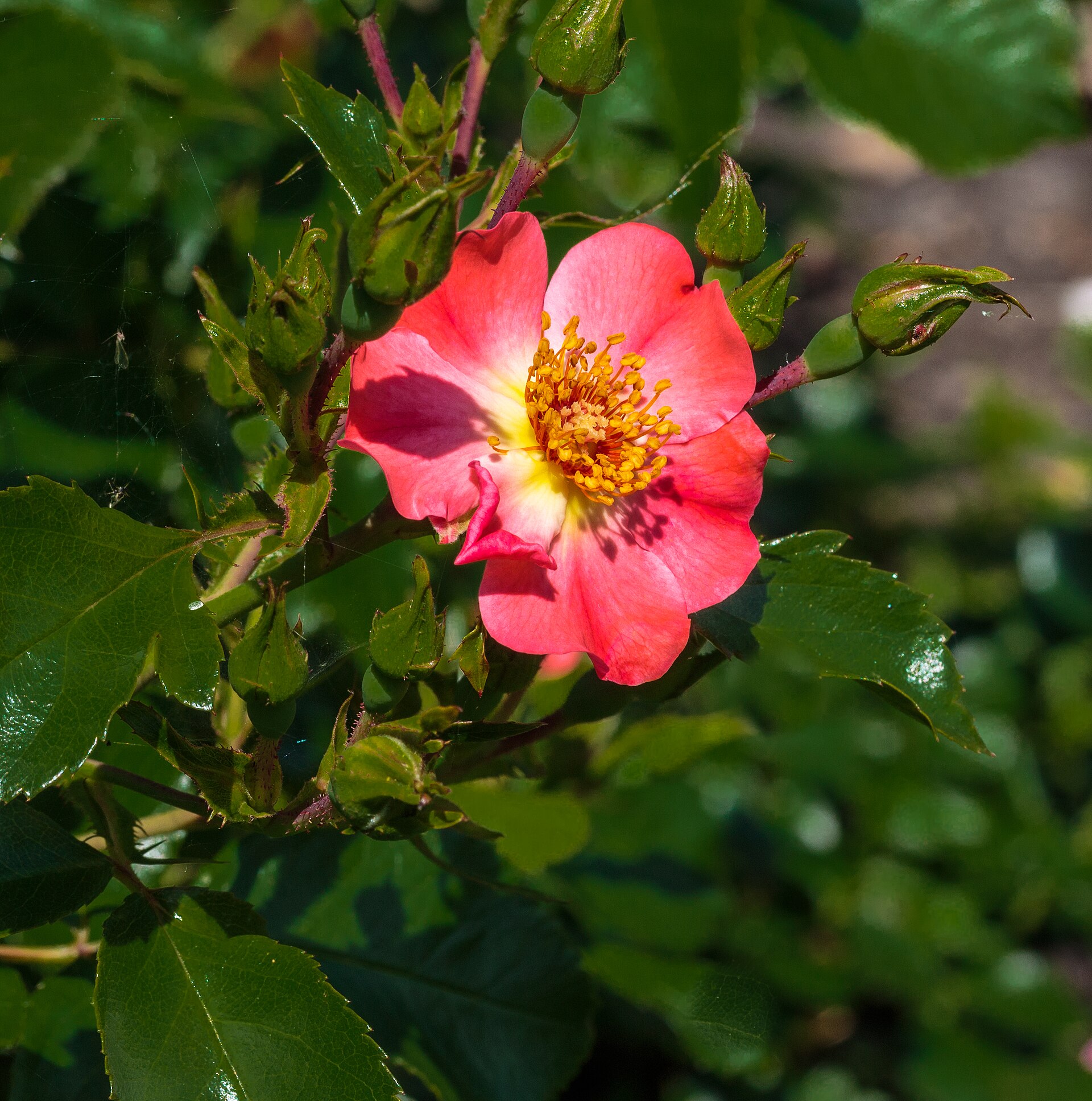 Rosa
