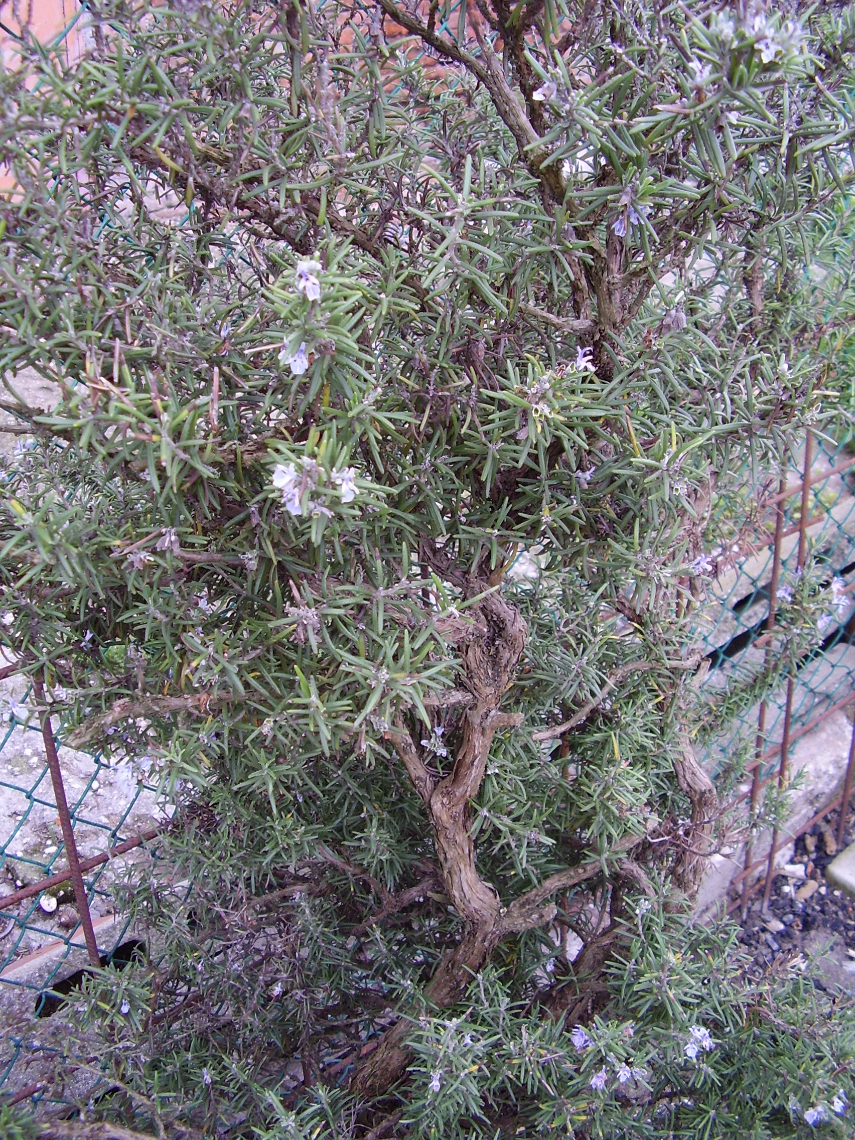 Rosmarino
