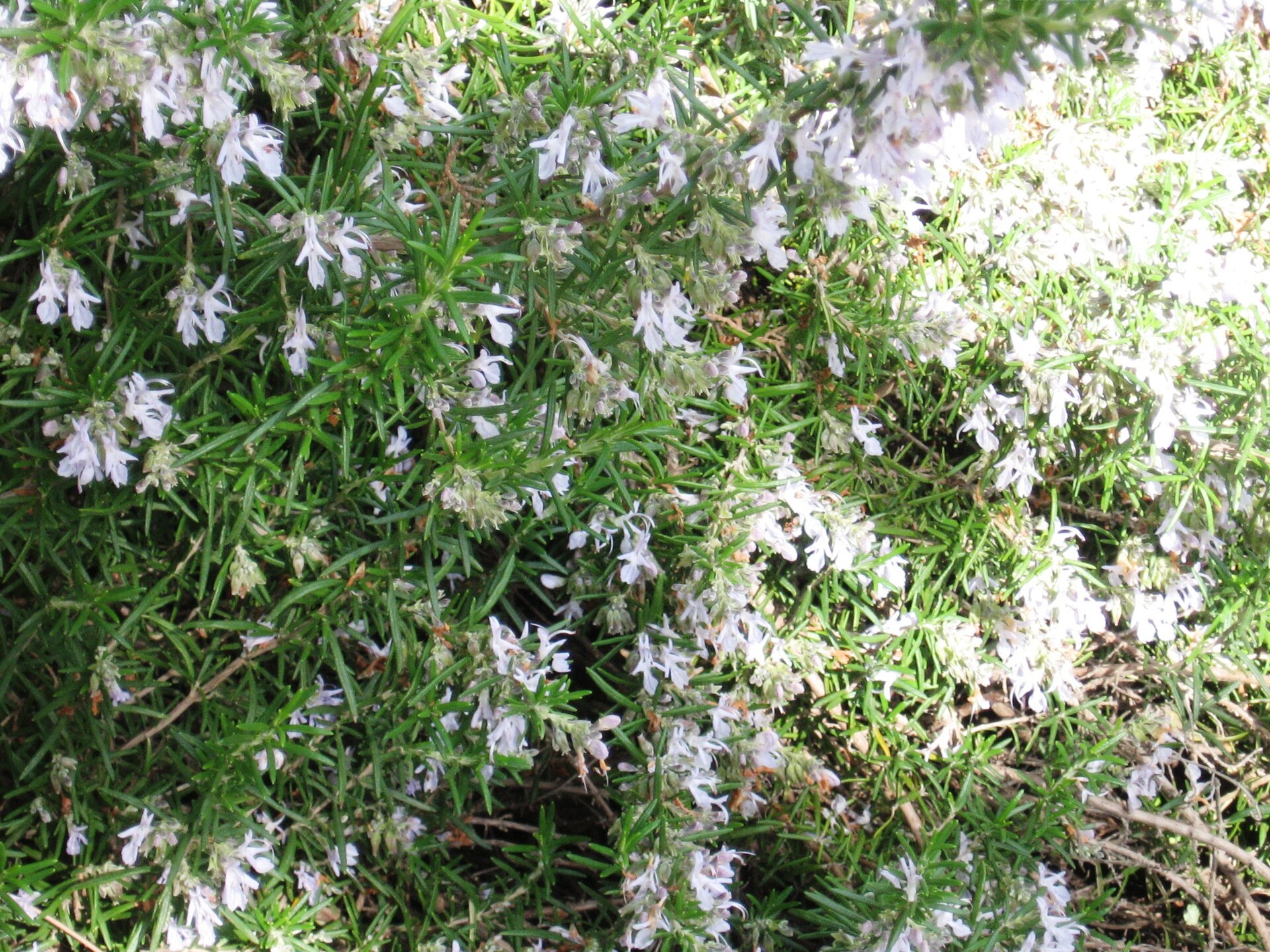 Rosmarinus officinalis with bees b