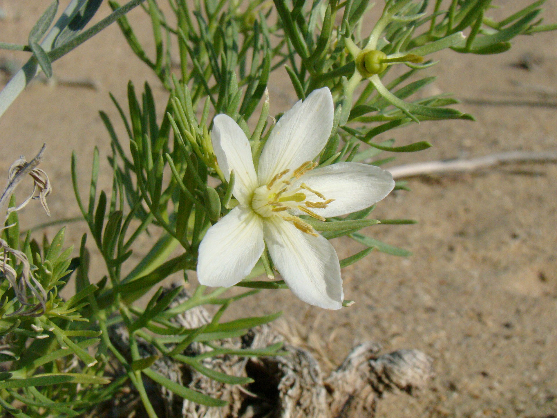Ruta siriana