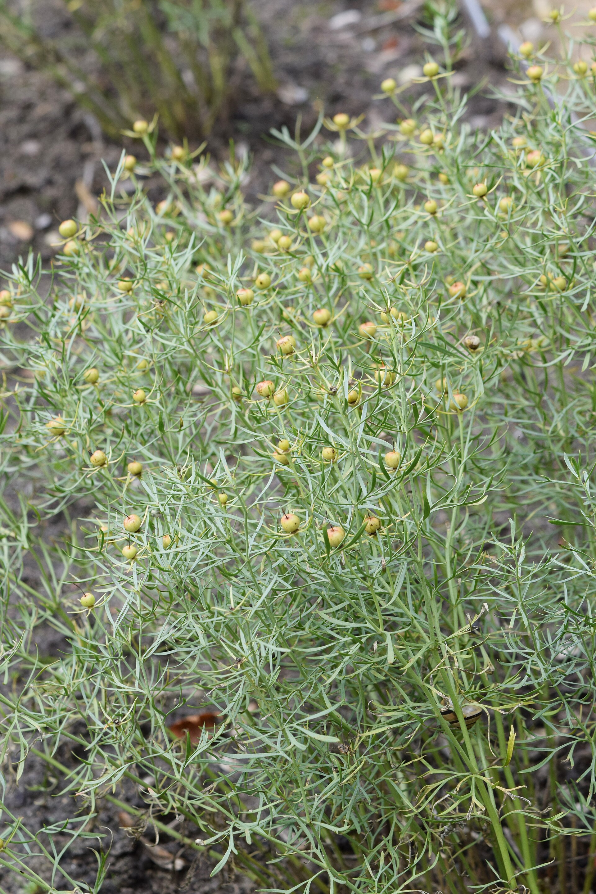 Peganum harmala kz01