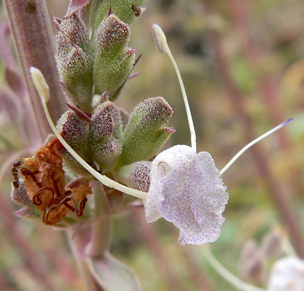 Salvia bianca