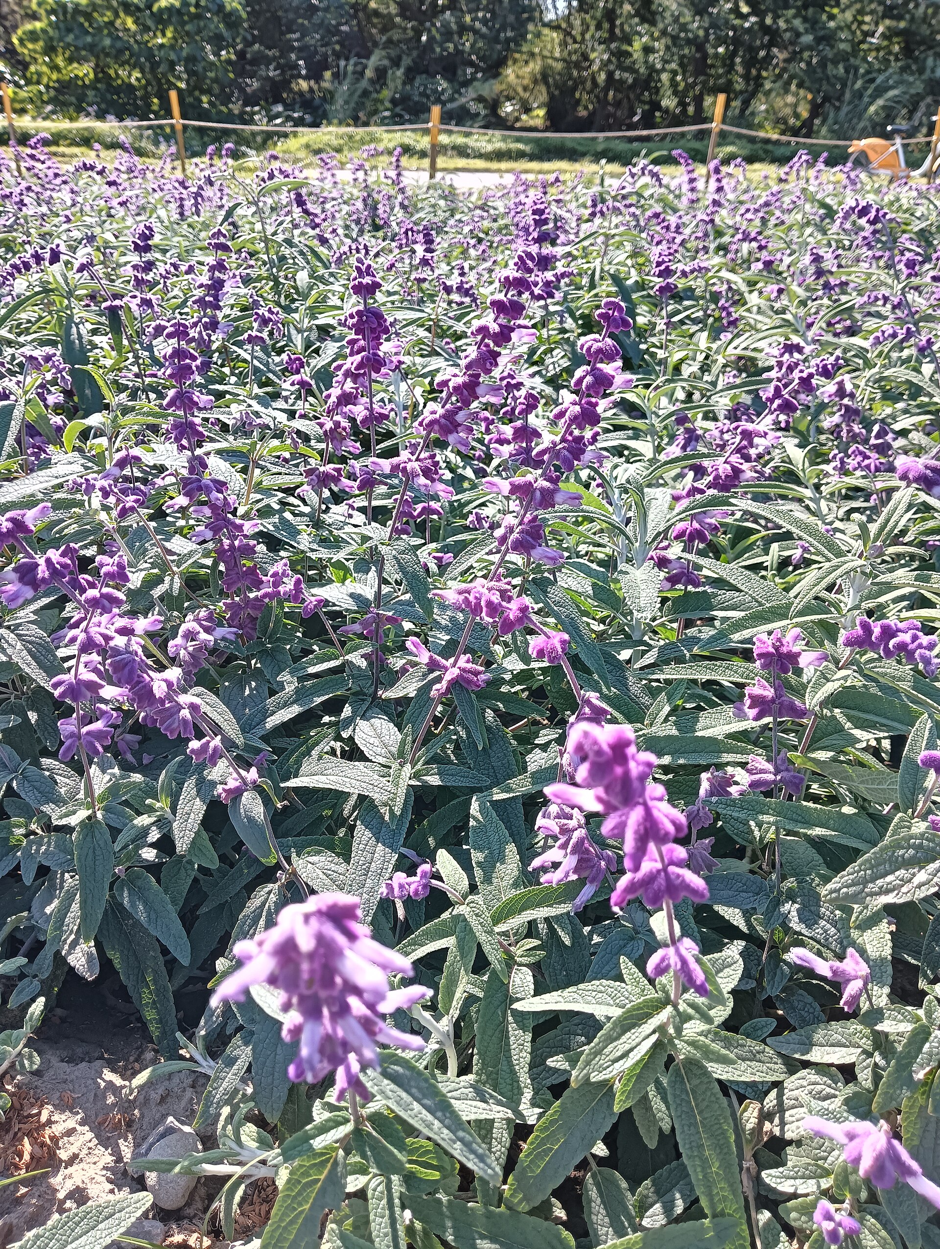 Salvia divinorum in Guting Riverside Park