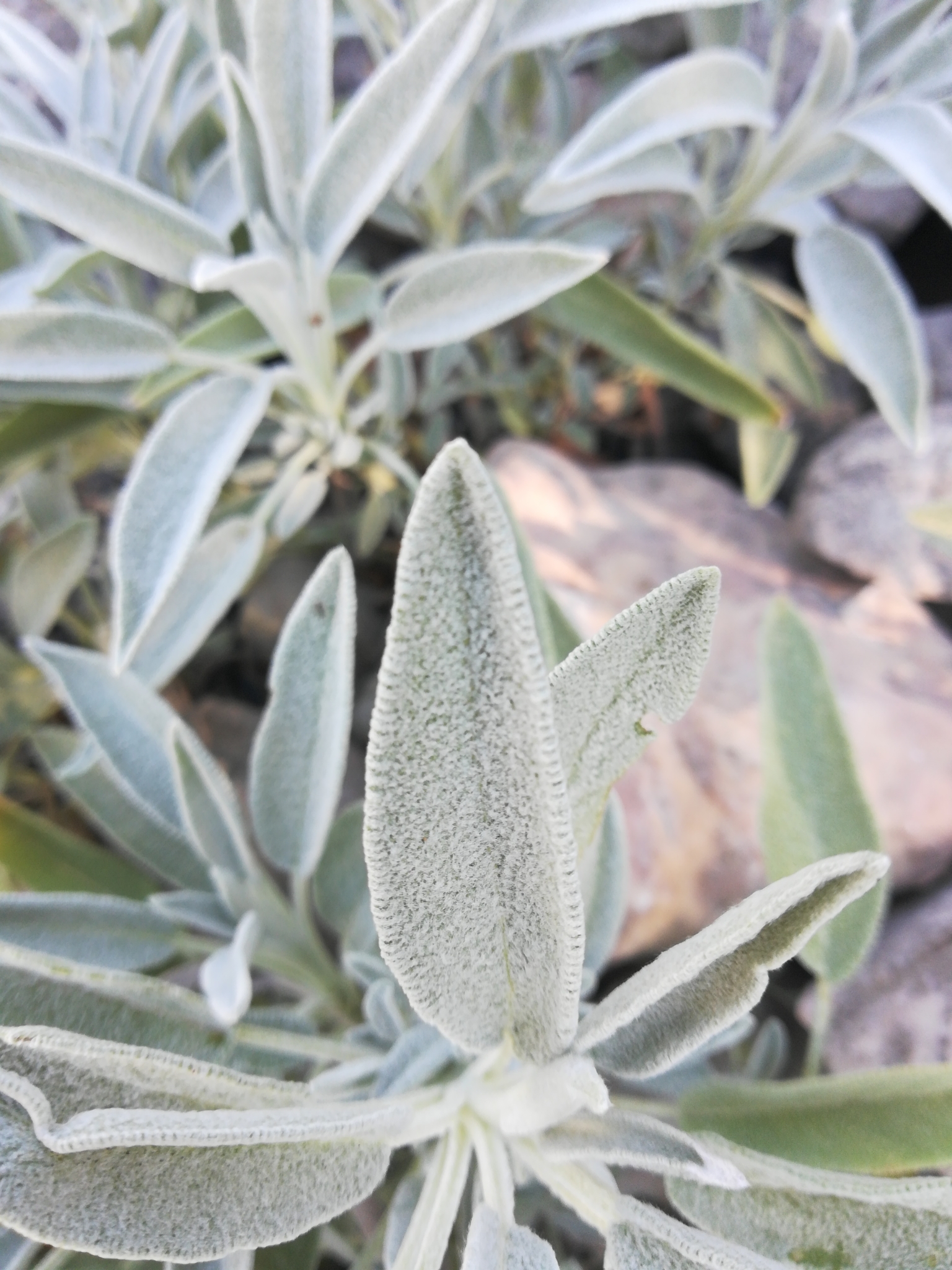 Salvia officinalis L. 3355742911