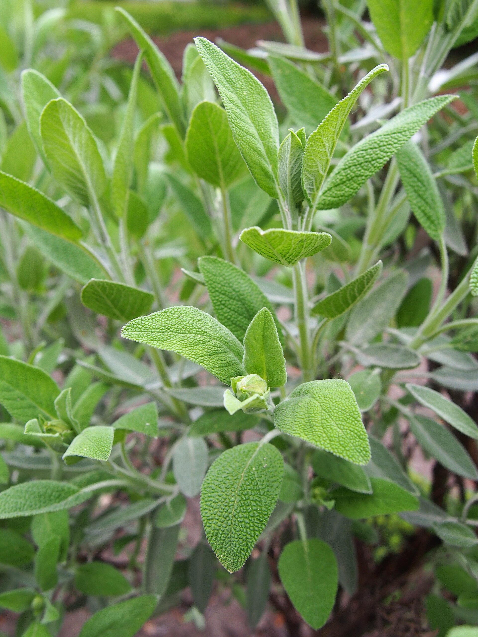 Salvia officinalis Szałwia lekarska 2019-04-28 03