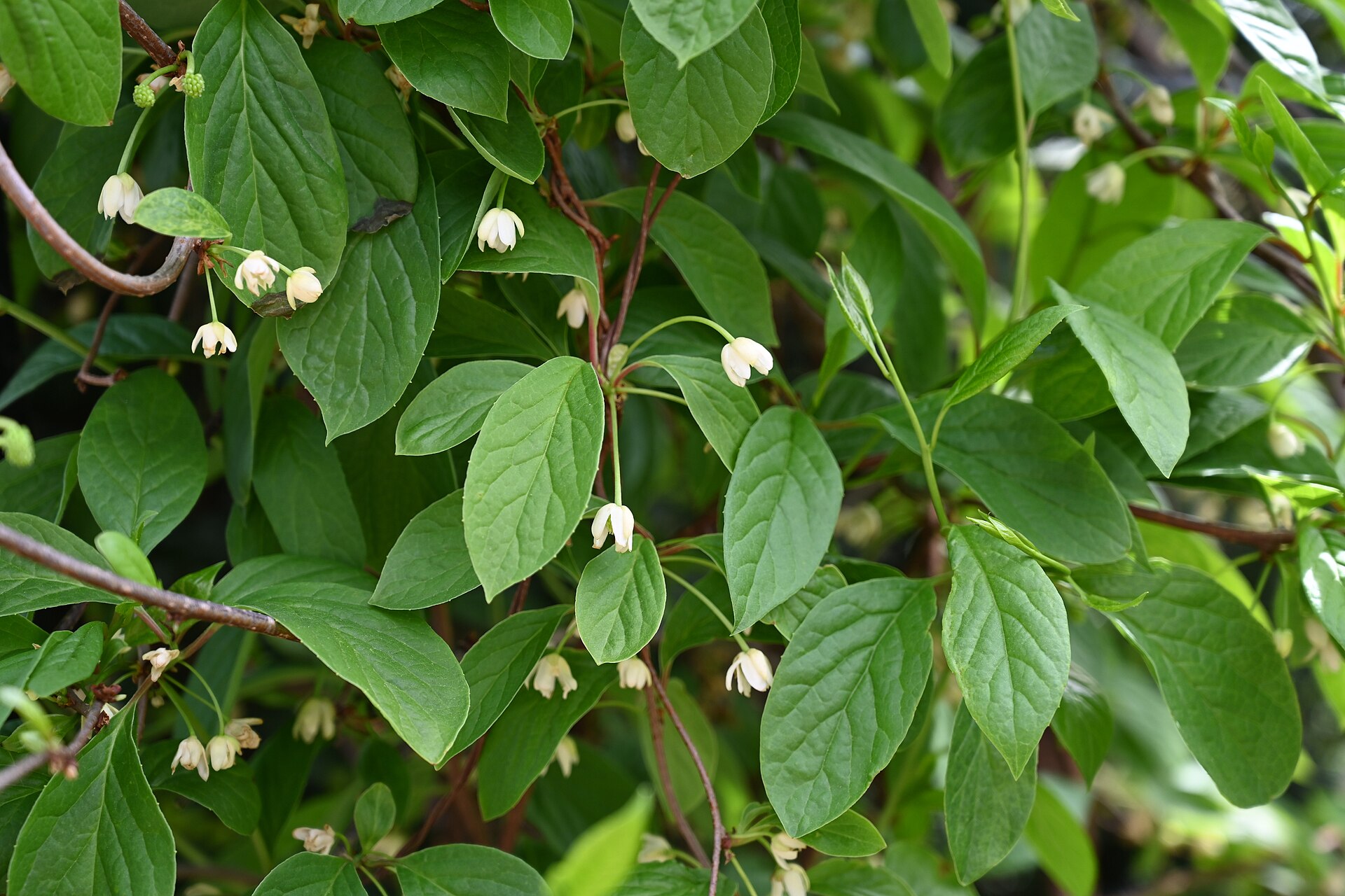 Schisandra chinensis Cytryniec chiński 2024-04-13 02