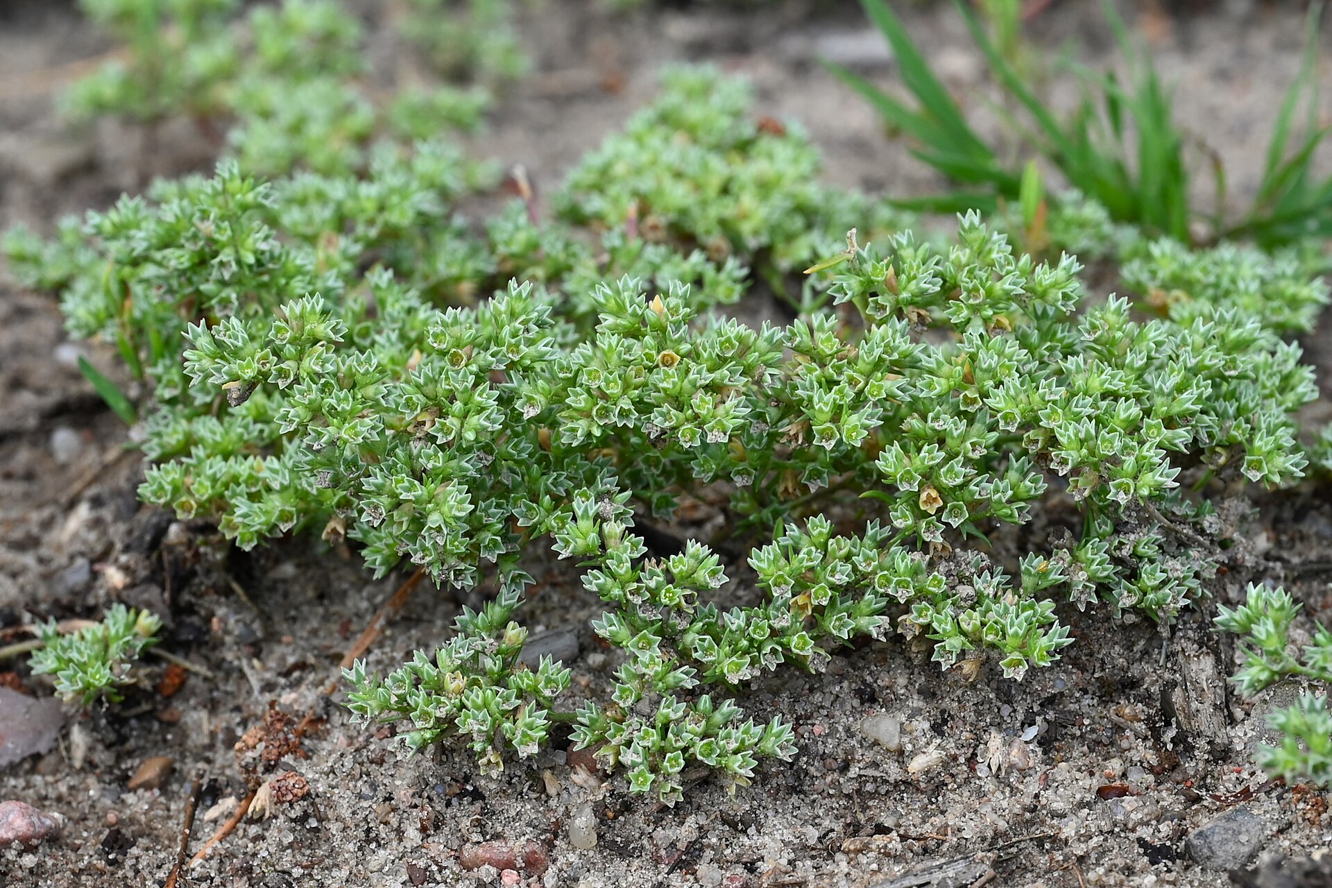 Scleranthus annuus kz10