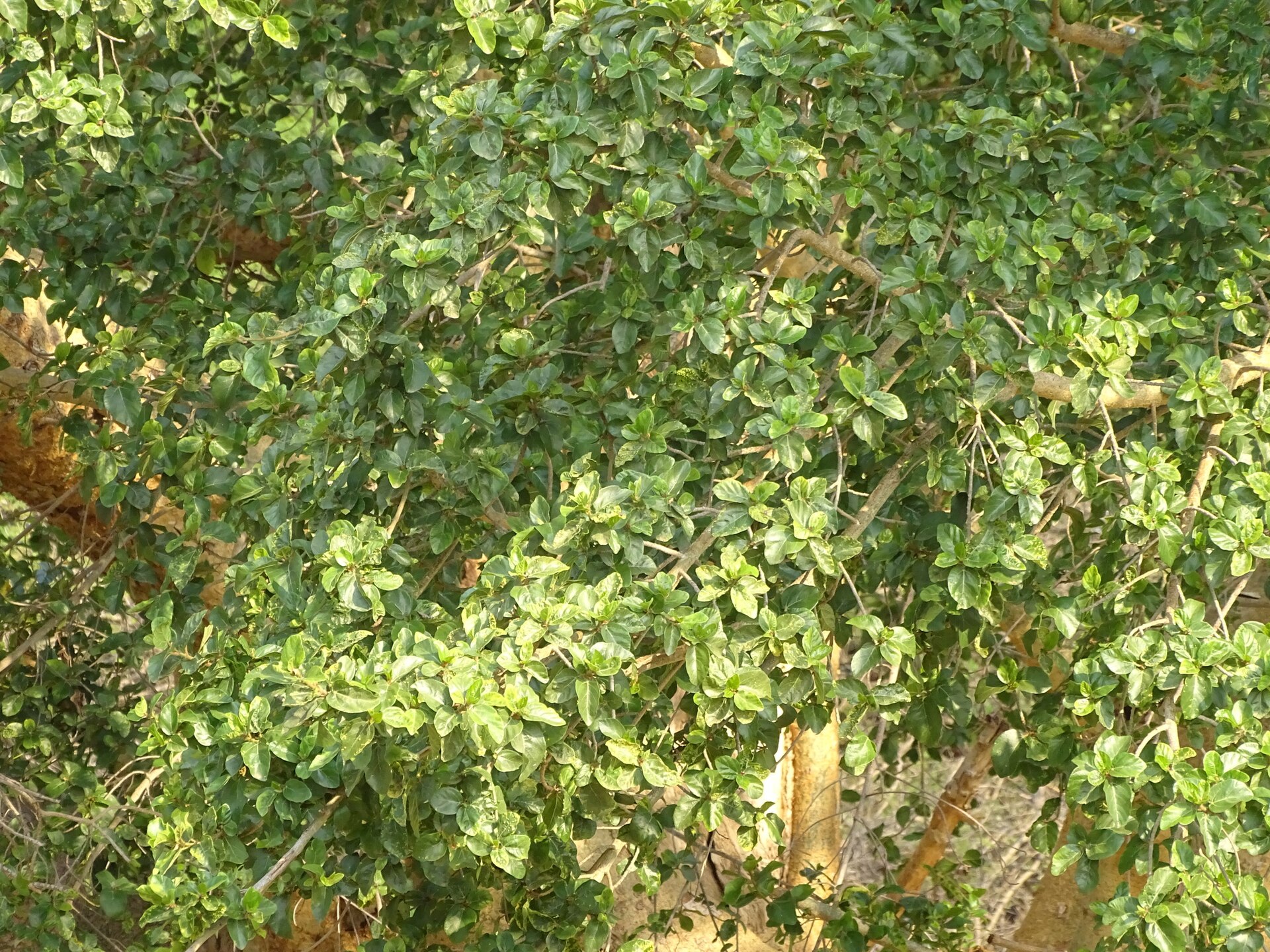 Sicomoro
