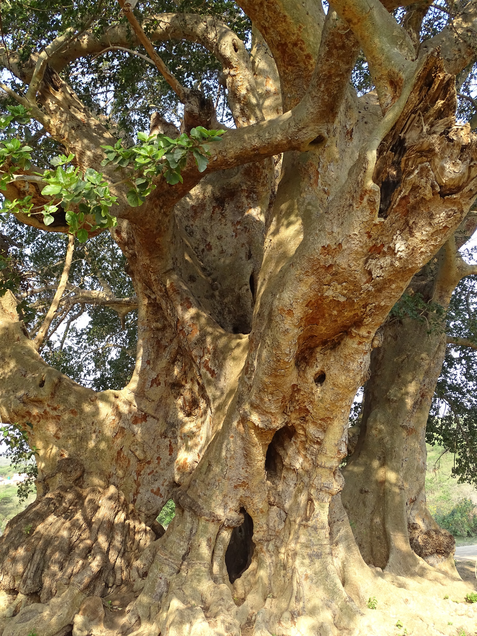 Ficus sycomorus 440721450