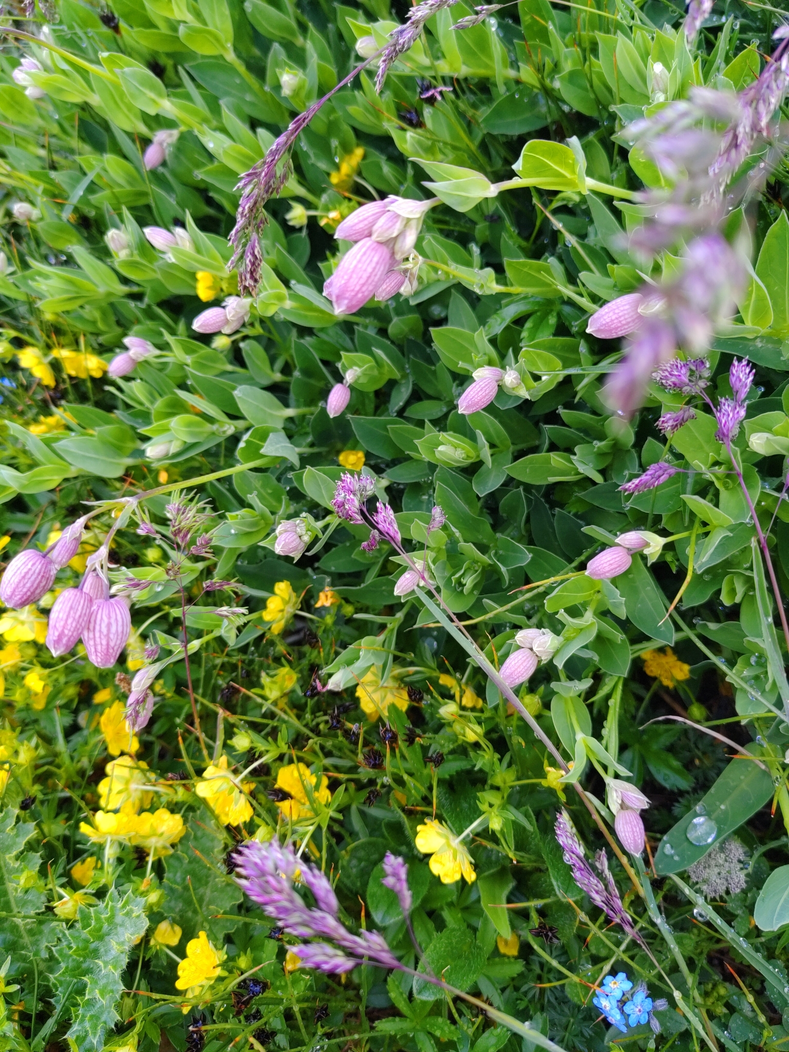 Silene