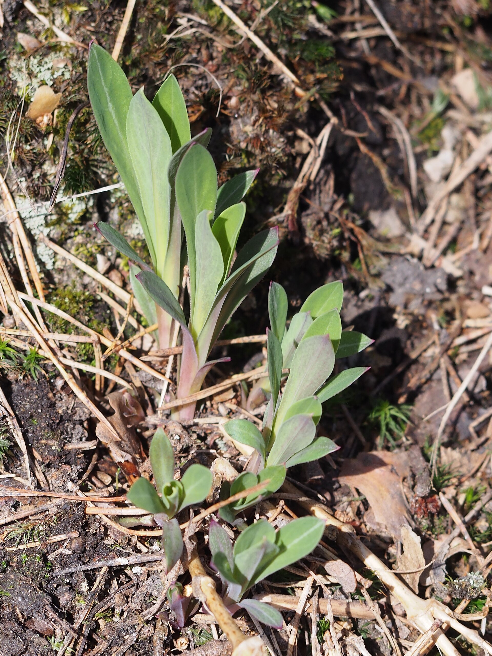 Silene vulgaris Lepnica rozdęta 2021-04-04 Radunia 02