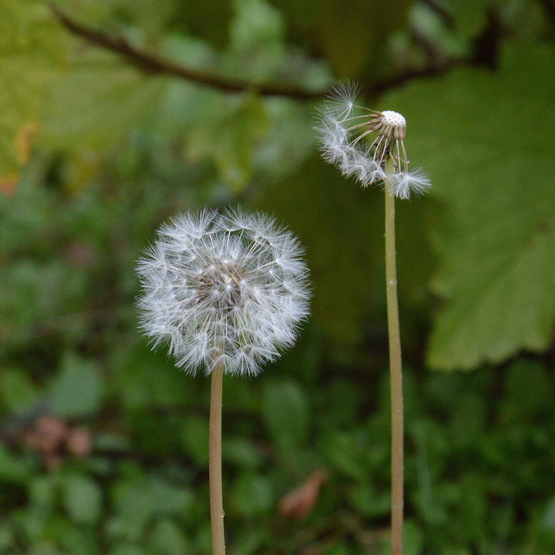 Soffioni - Tarassaco (Taraxacum officinale) (8083205279)