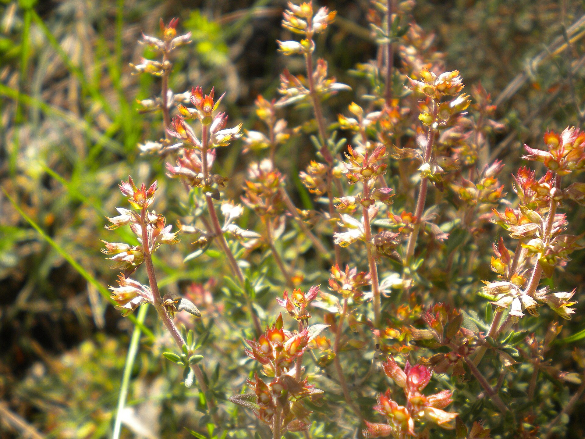 Thymus vulgaris 2601