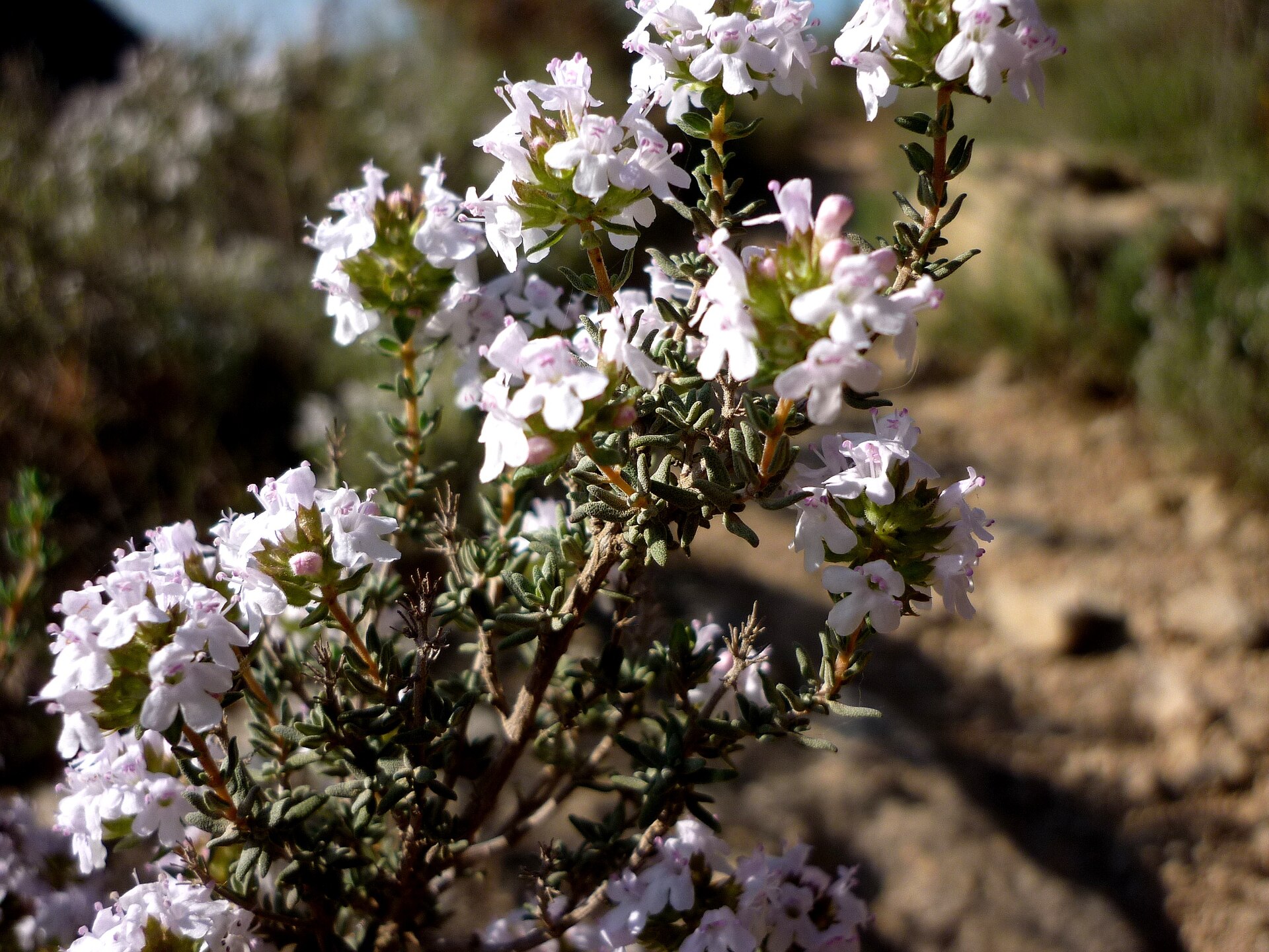 THYMUS VULGARIS - AGUDA - IB-910 (Timó)