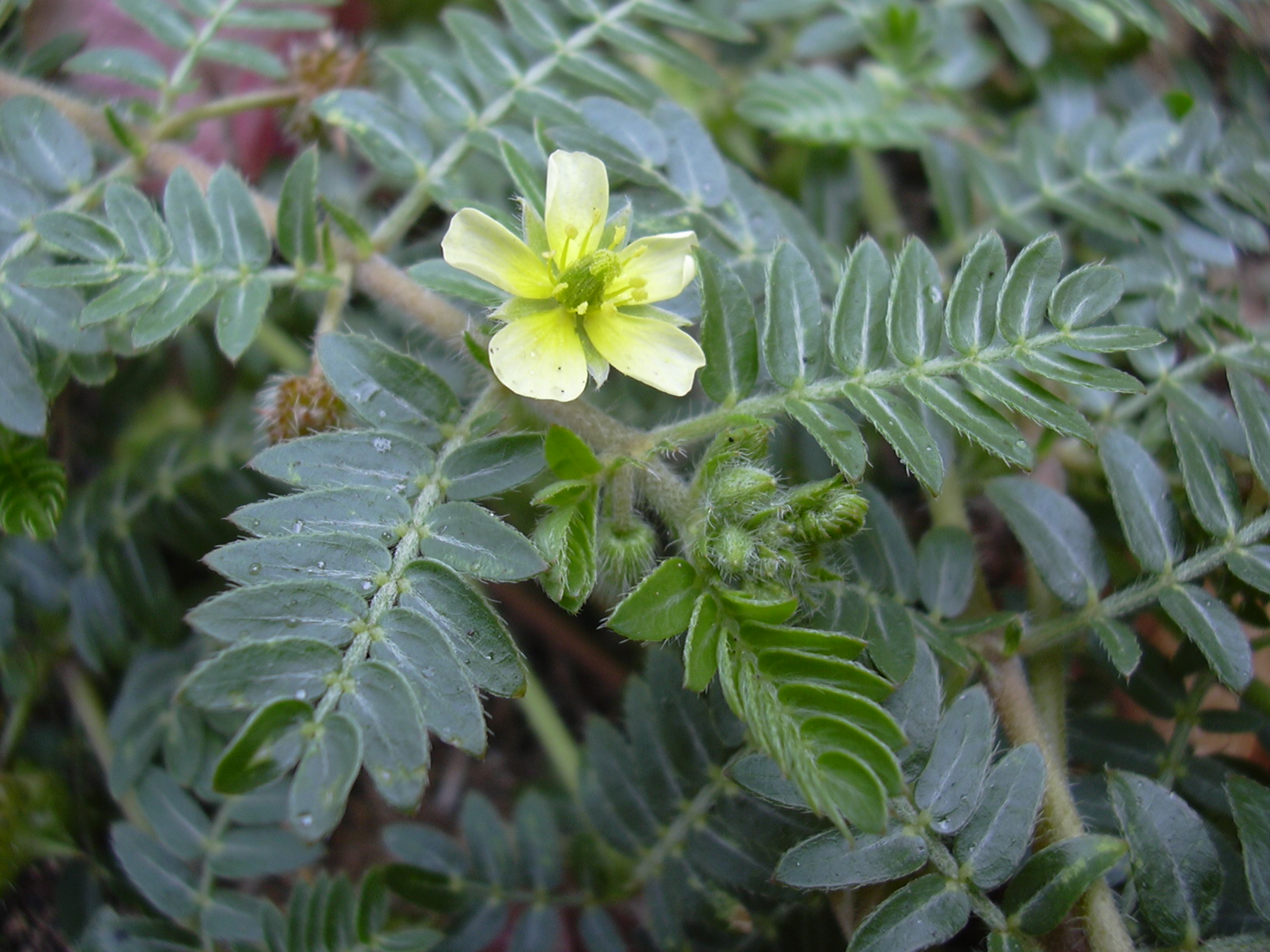 Tribolo