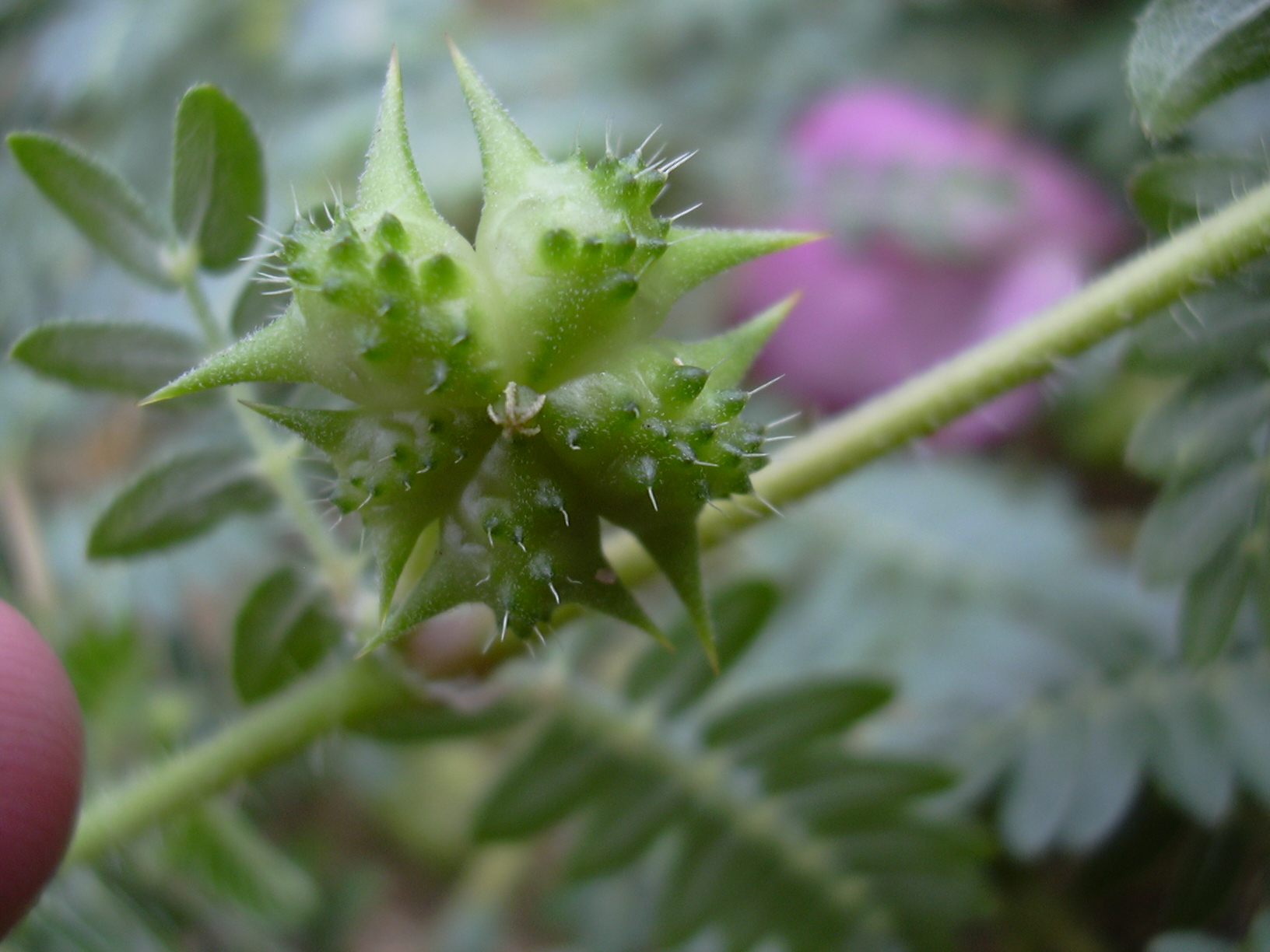 Starr 030612-0067 Tribulus terrestris