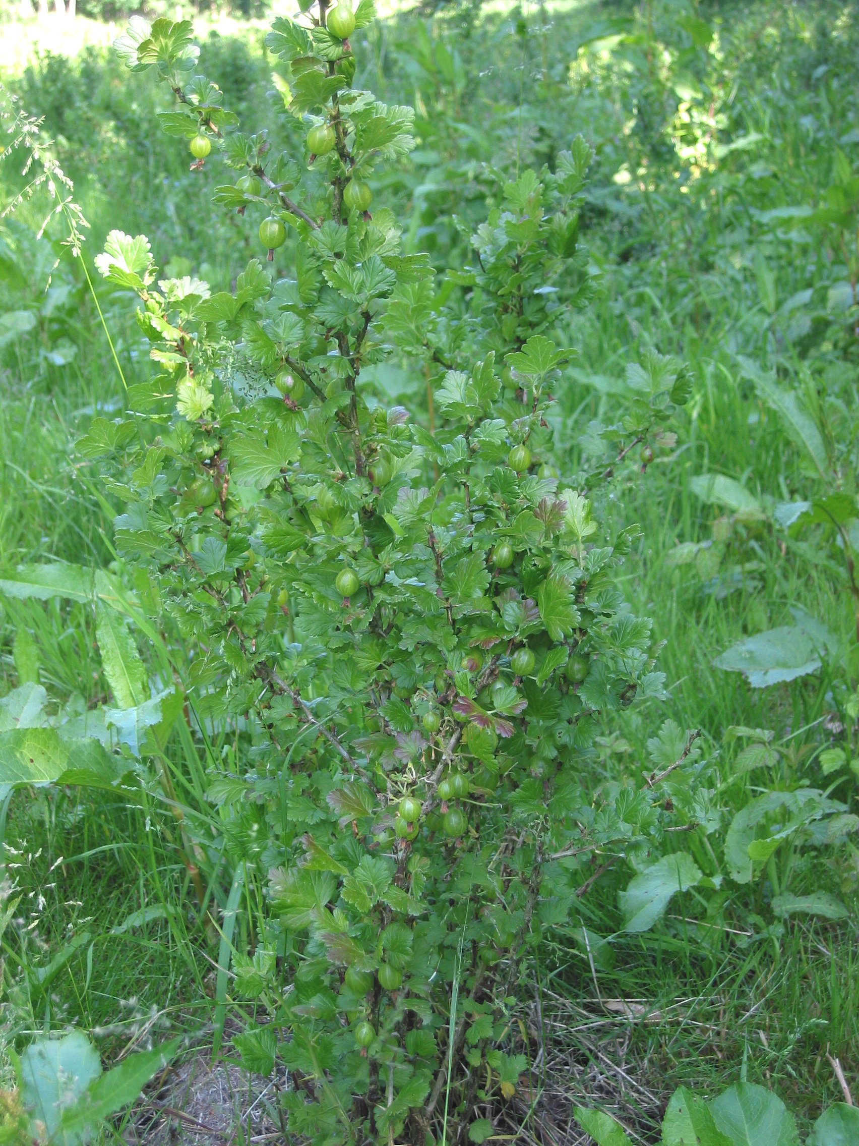 Wilde kruisbes (Ribes uva-crispa wild plant)
