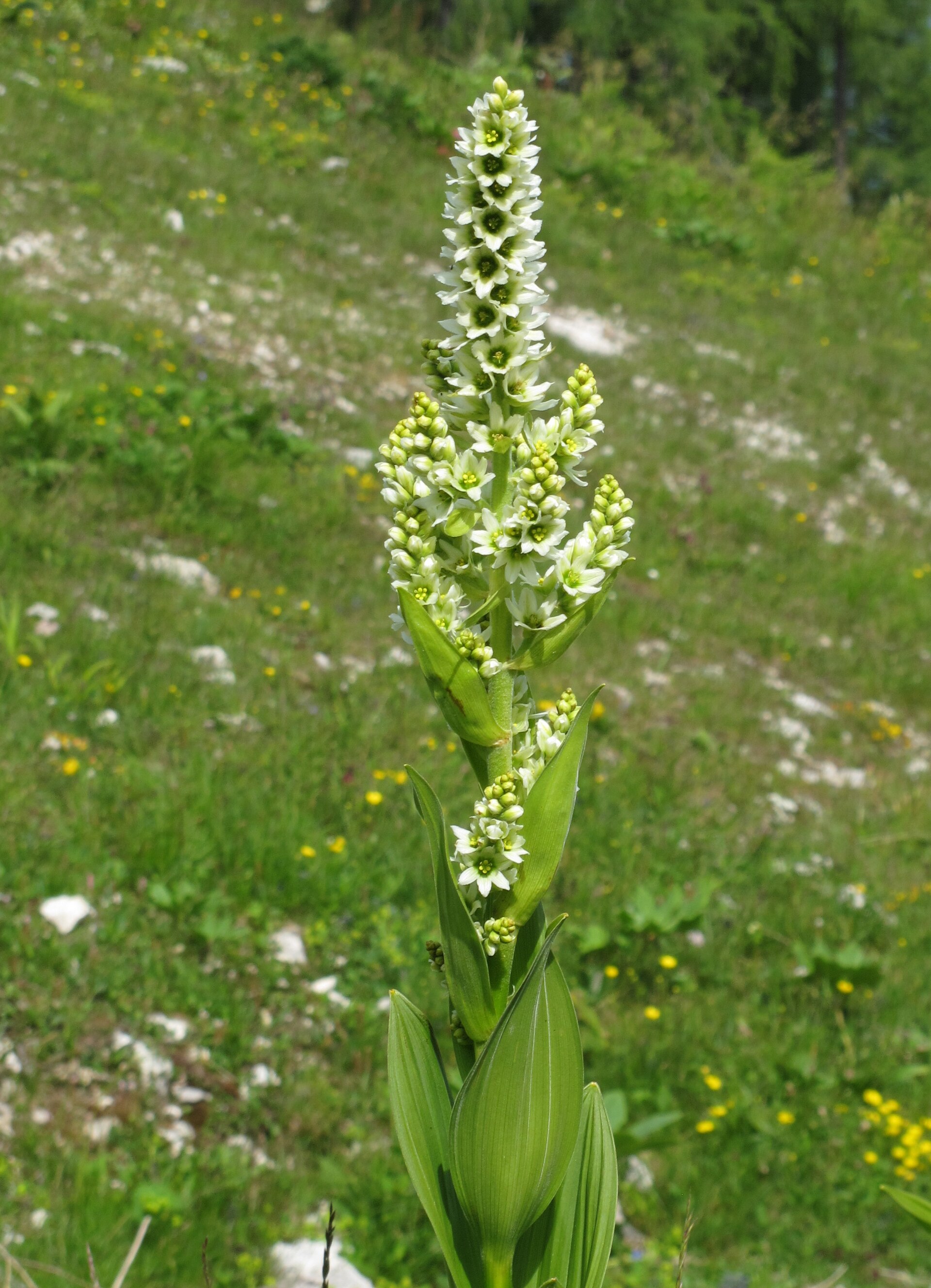 Veratrum album RF