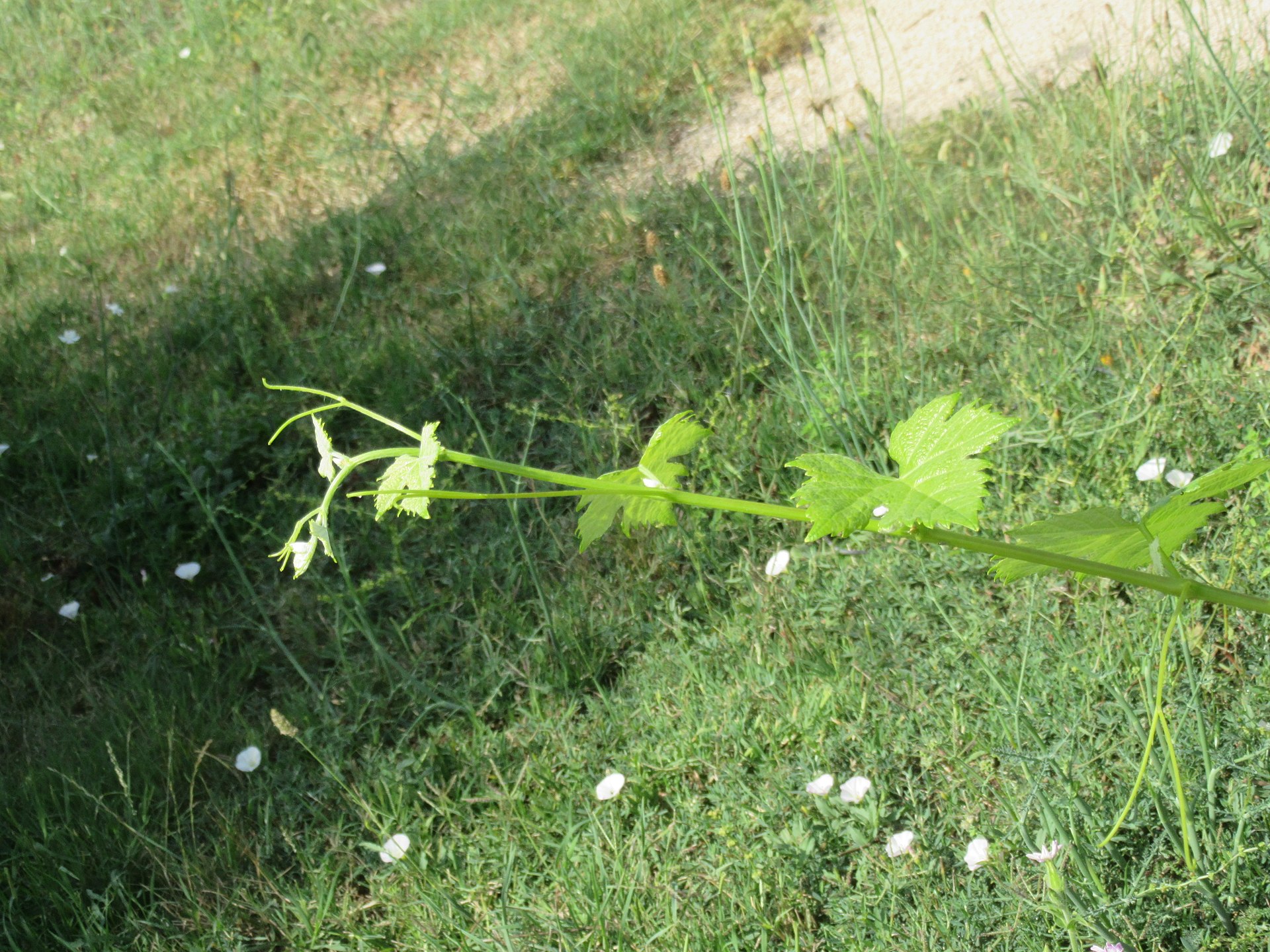 Rome, Villa dei Quintili, Orto Botanico (Vitis vinifera - Vite di Taurasi) - WMI-mAppiaM 2016 - gIMG 2119