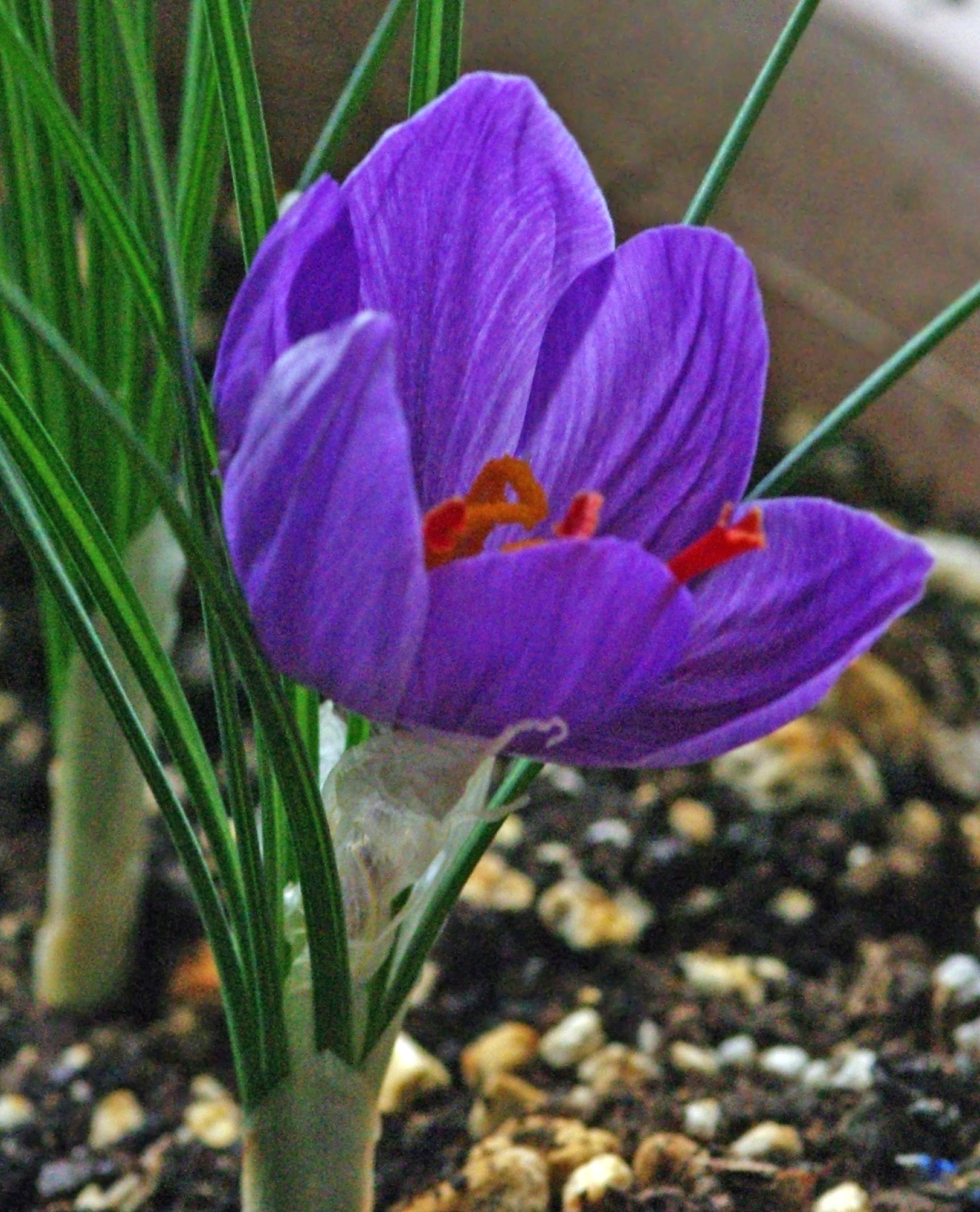 Crocus sativus - Saffron crocus - Safran 01