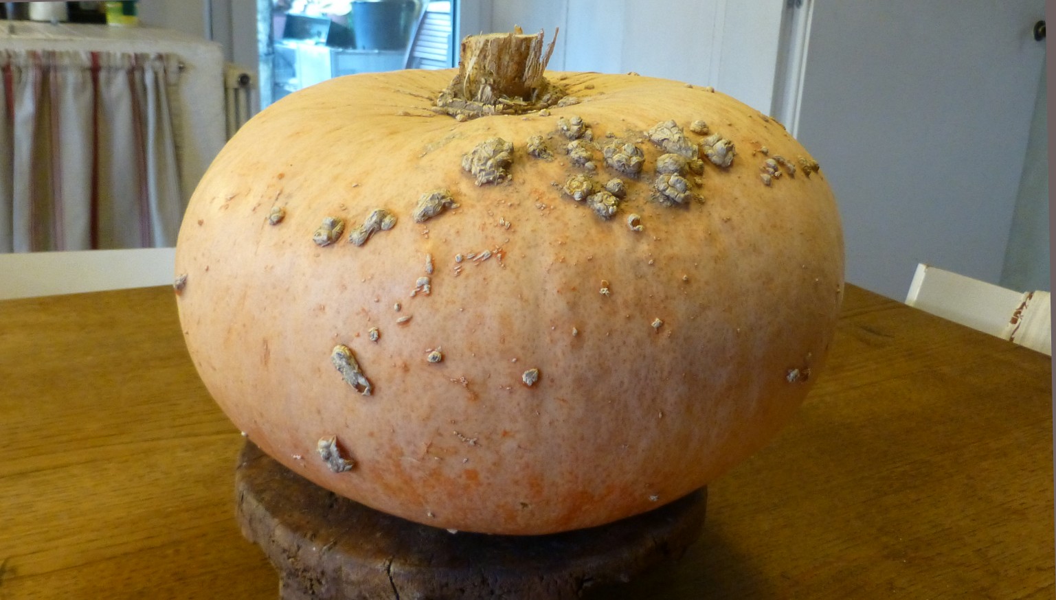 Zucca