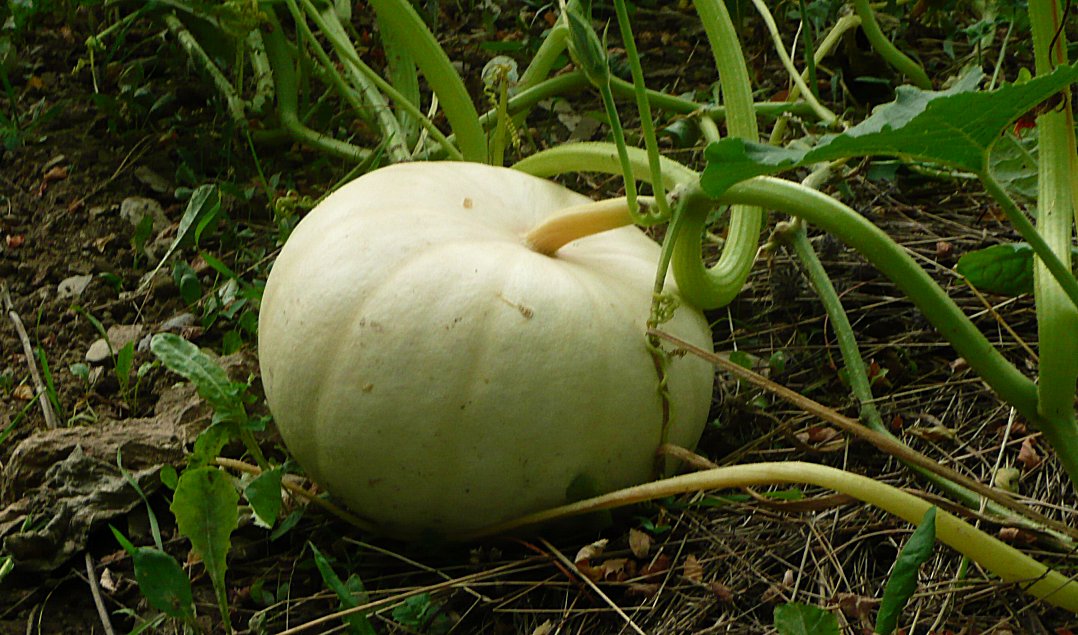 Cucurbita maxima Galeux d'Eysines zucca galeux d'eysines2